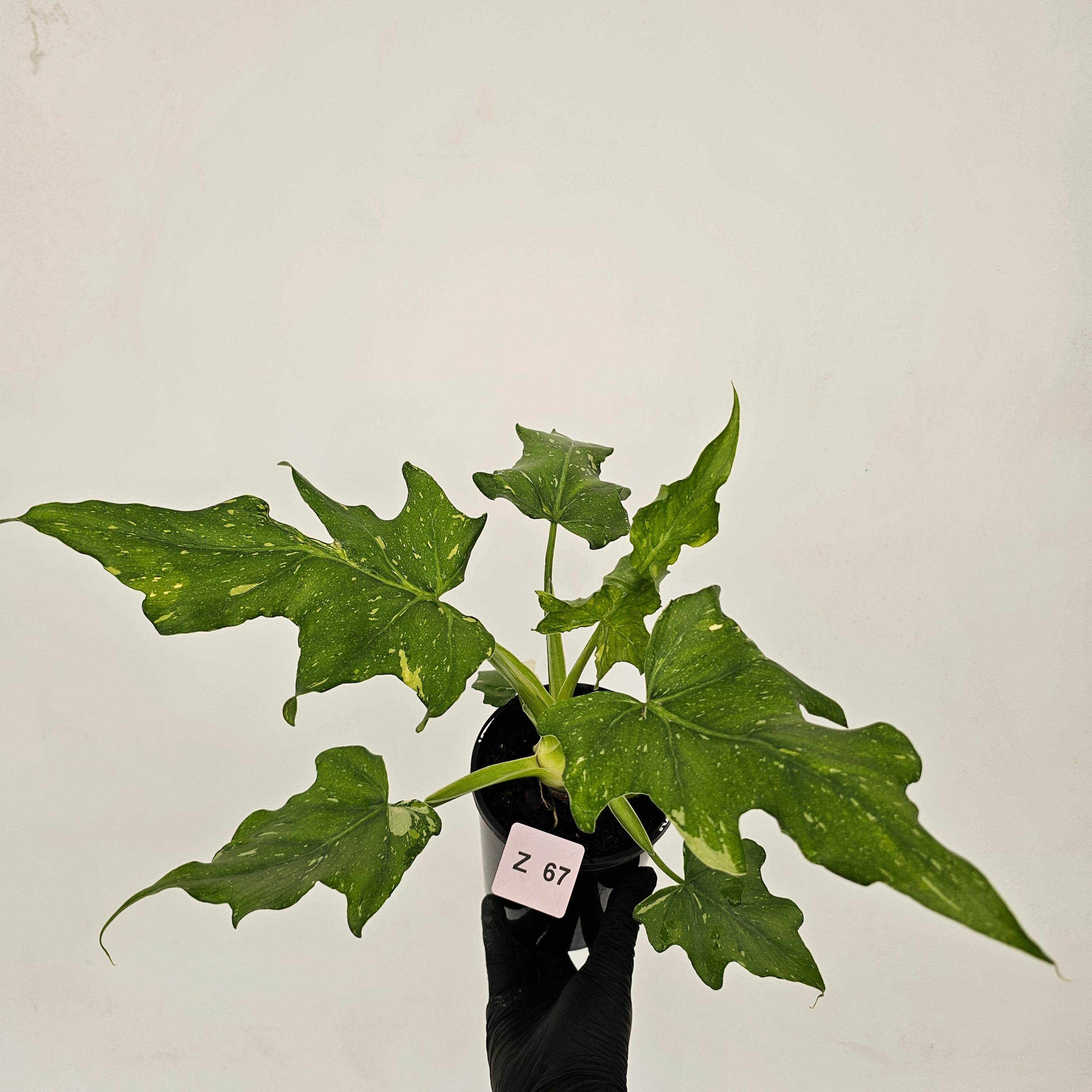 Philodendron warscewiczii Gold Variegata