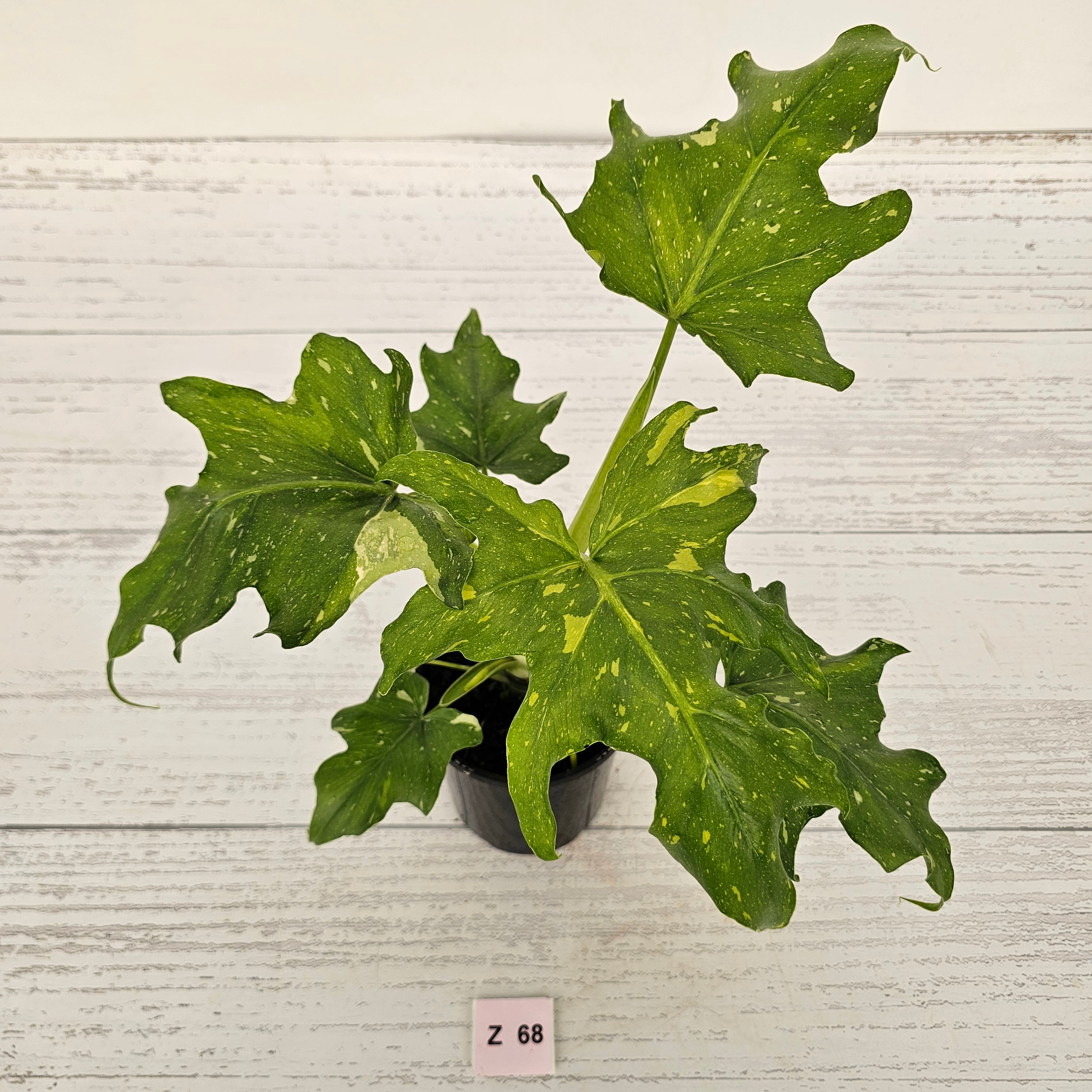 Philodendron warscewiczii Gold Variegata