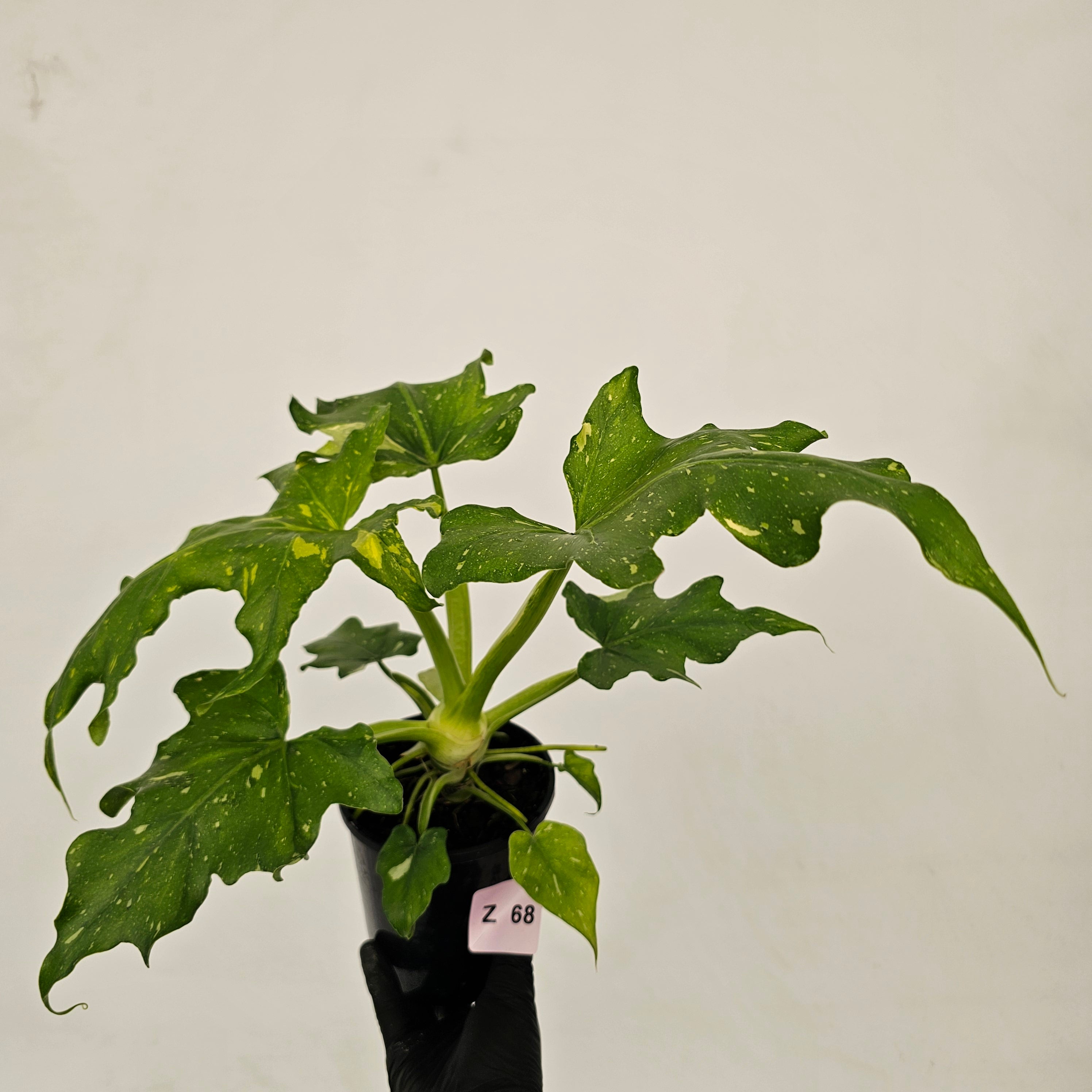 Philodendron warscewiczii Gold Variegata