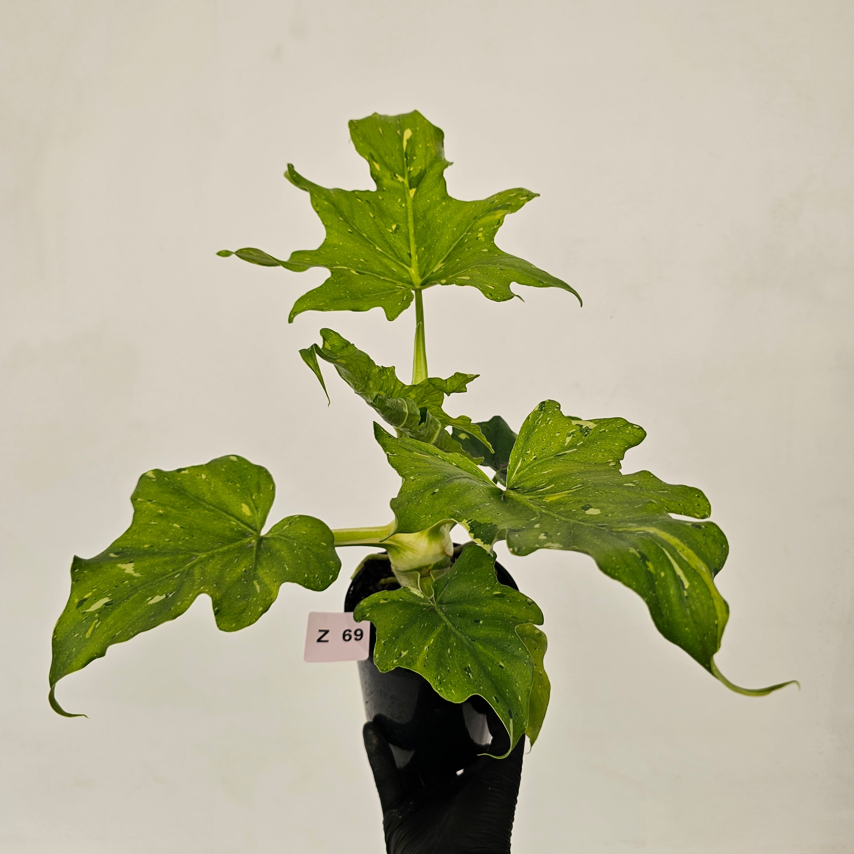 Philodendron warscewiczii Gold Variegata