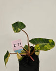 Philodendron billietiae Variegata - Bare bottom baby
