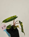 Philodendron billietiae Variegata - Bare bottom baby