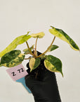 Philodendron billietiae Variegata - Bare bottom baby