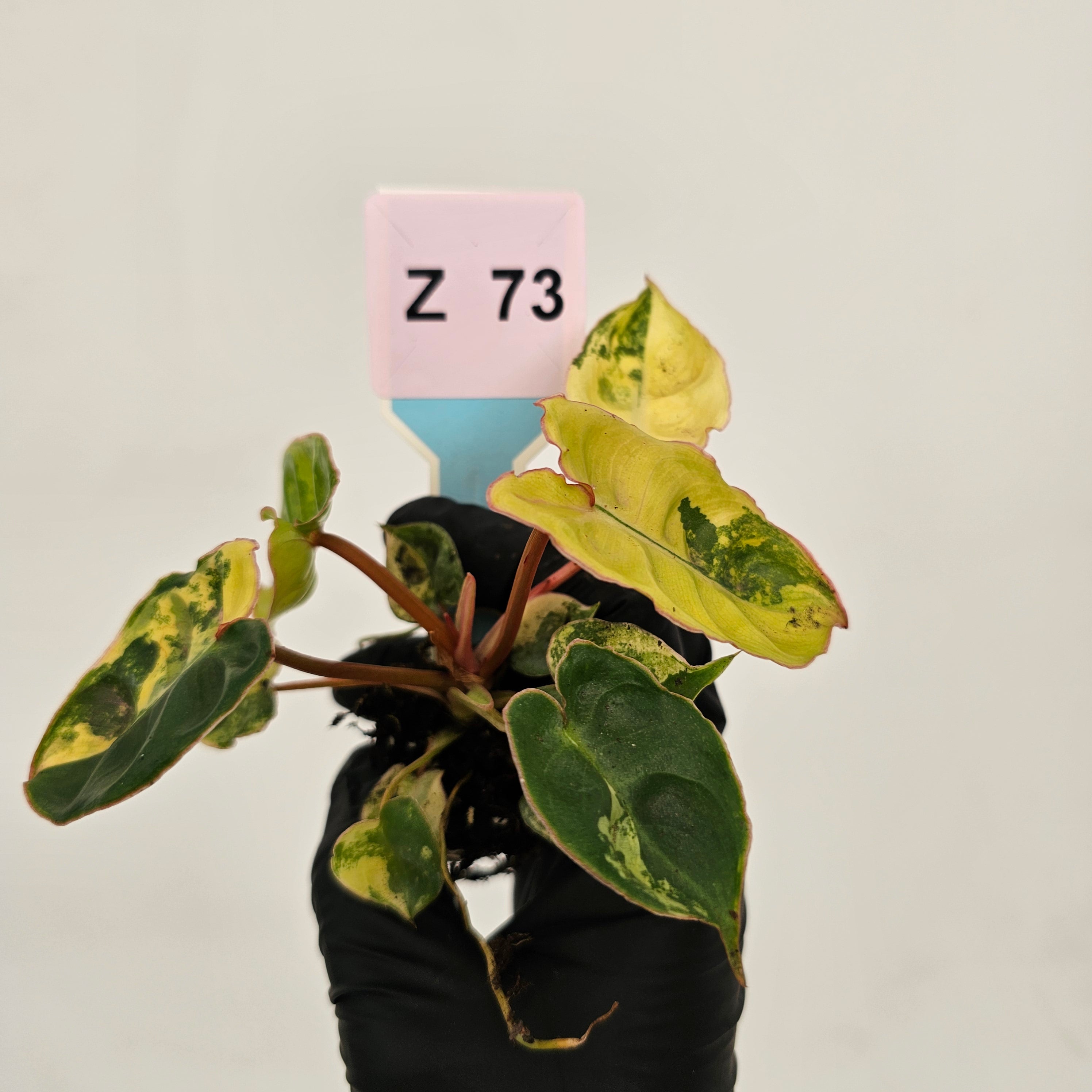 Philodendron billietiae Variegata - Bare bottom baby