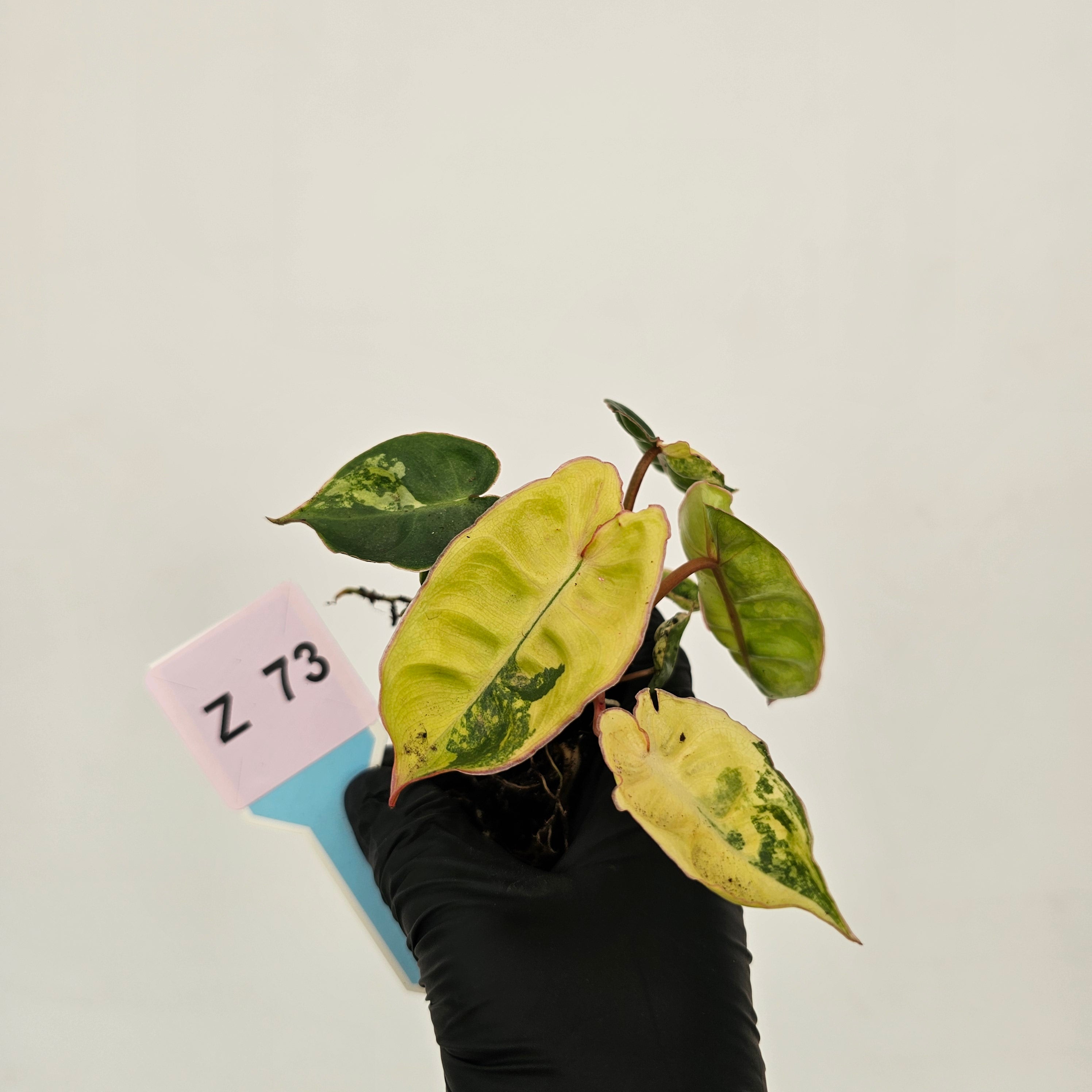 Philodendron billietiae Variegata - Bare bottom baby