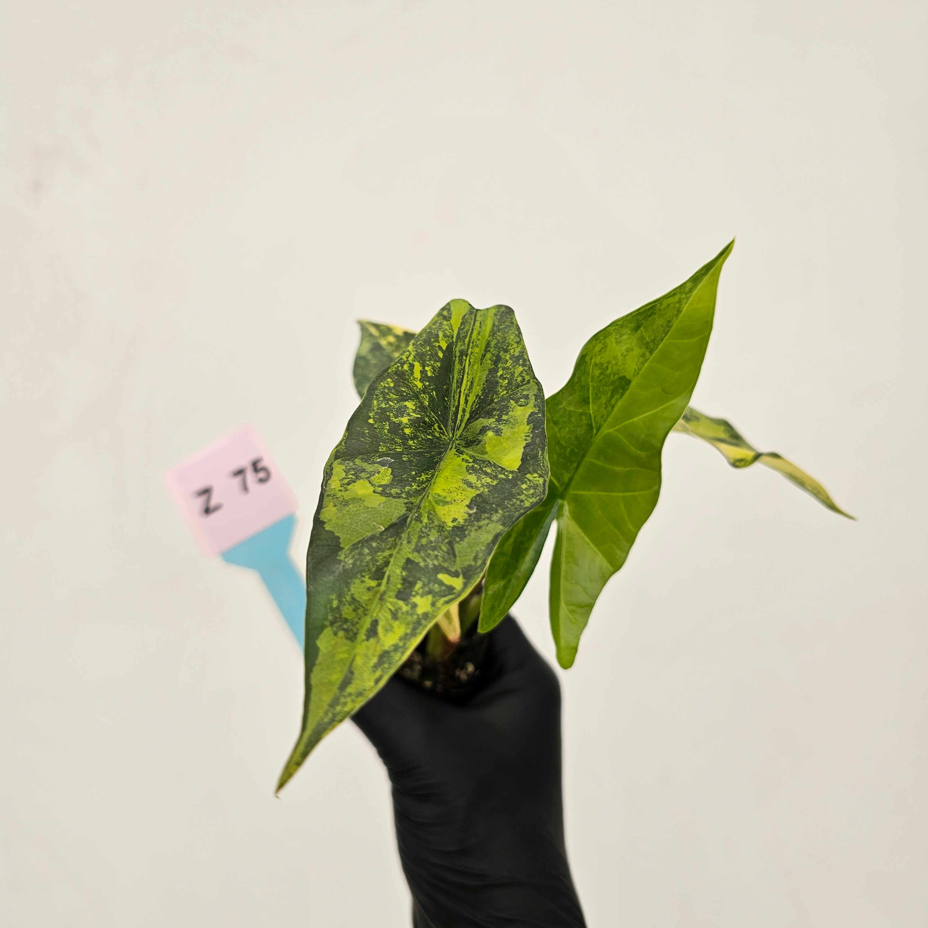 Alocasia ‘Simpo Aurea’ Variegata - Bare Bottom Baby