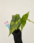 Alocasia ‘Simpo Aurea’ Variegata - Bare Bottom Baby