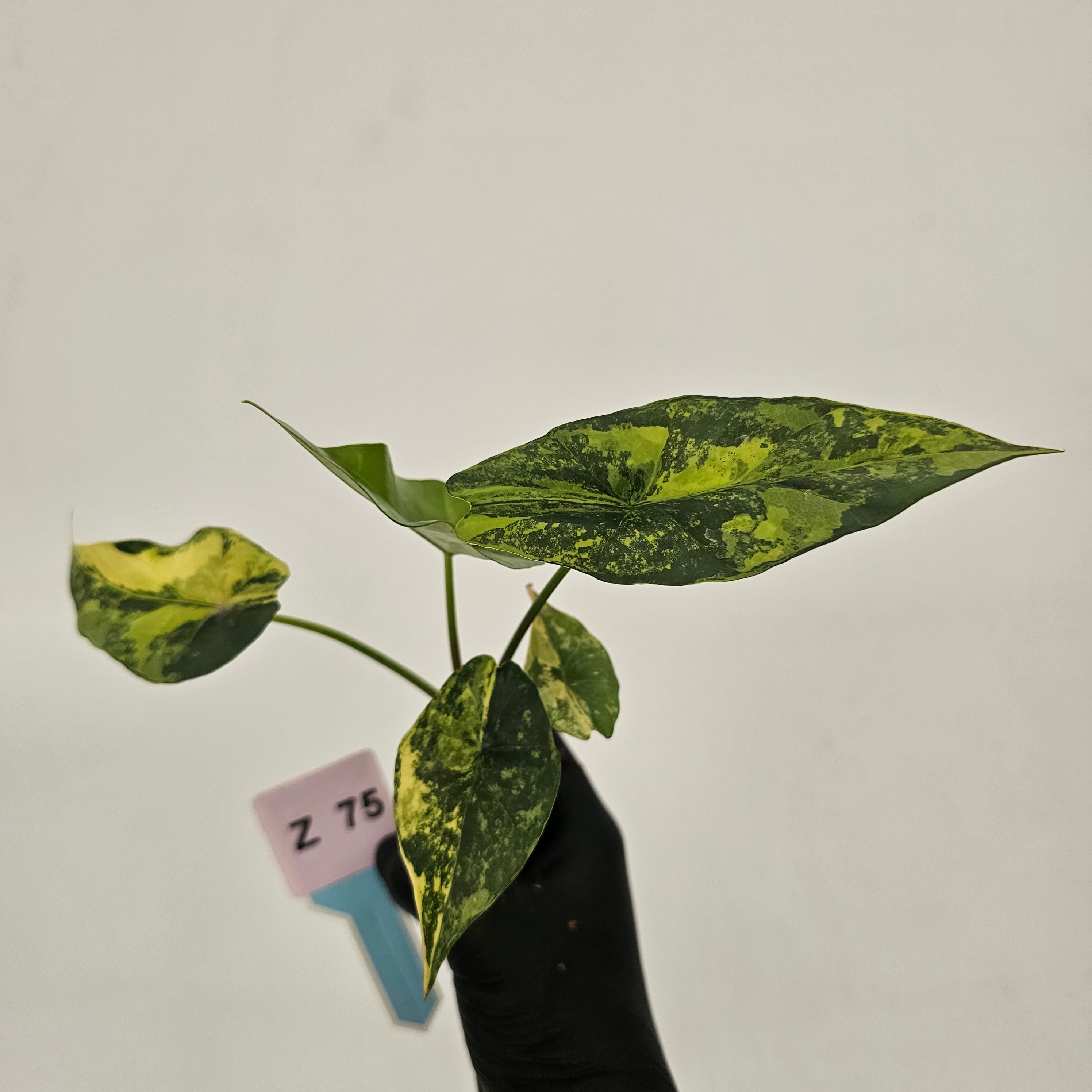 Alocasia ‘Simpo Aurea’ Variegata - Bare Bottom Baby