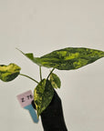 Alocasia ‘Simpo Aurea’ Variegata - Bare Bottom Baby