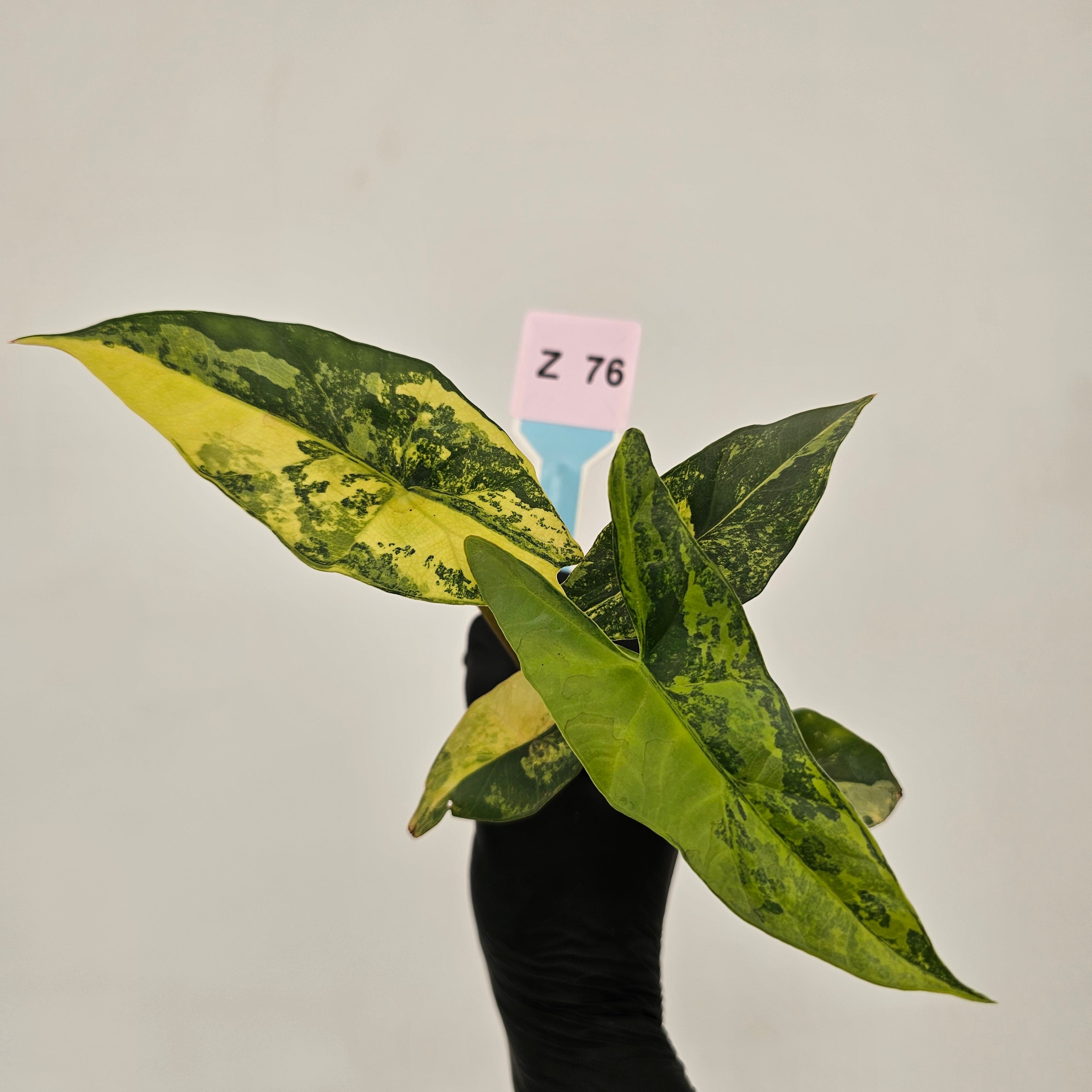 Alocasia ‘Simpo Aurea’ Variegata - Bare Bottom Baby