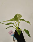 Philodendron giganteum 'Blizzard' B grade- Bare bottom Baby