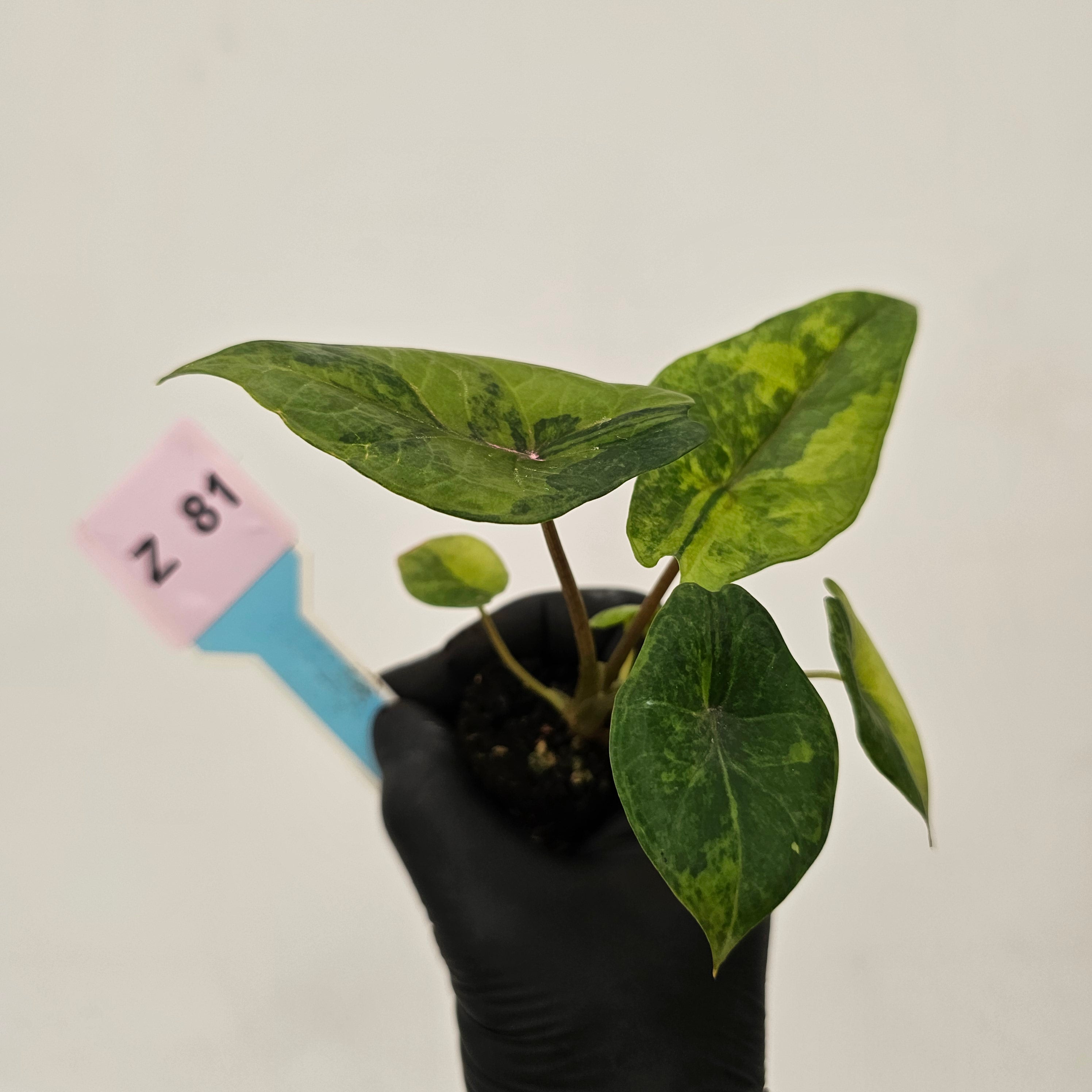 Alocasia scalprum Variegata-Bare Bottom Baby