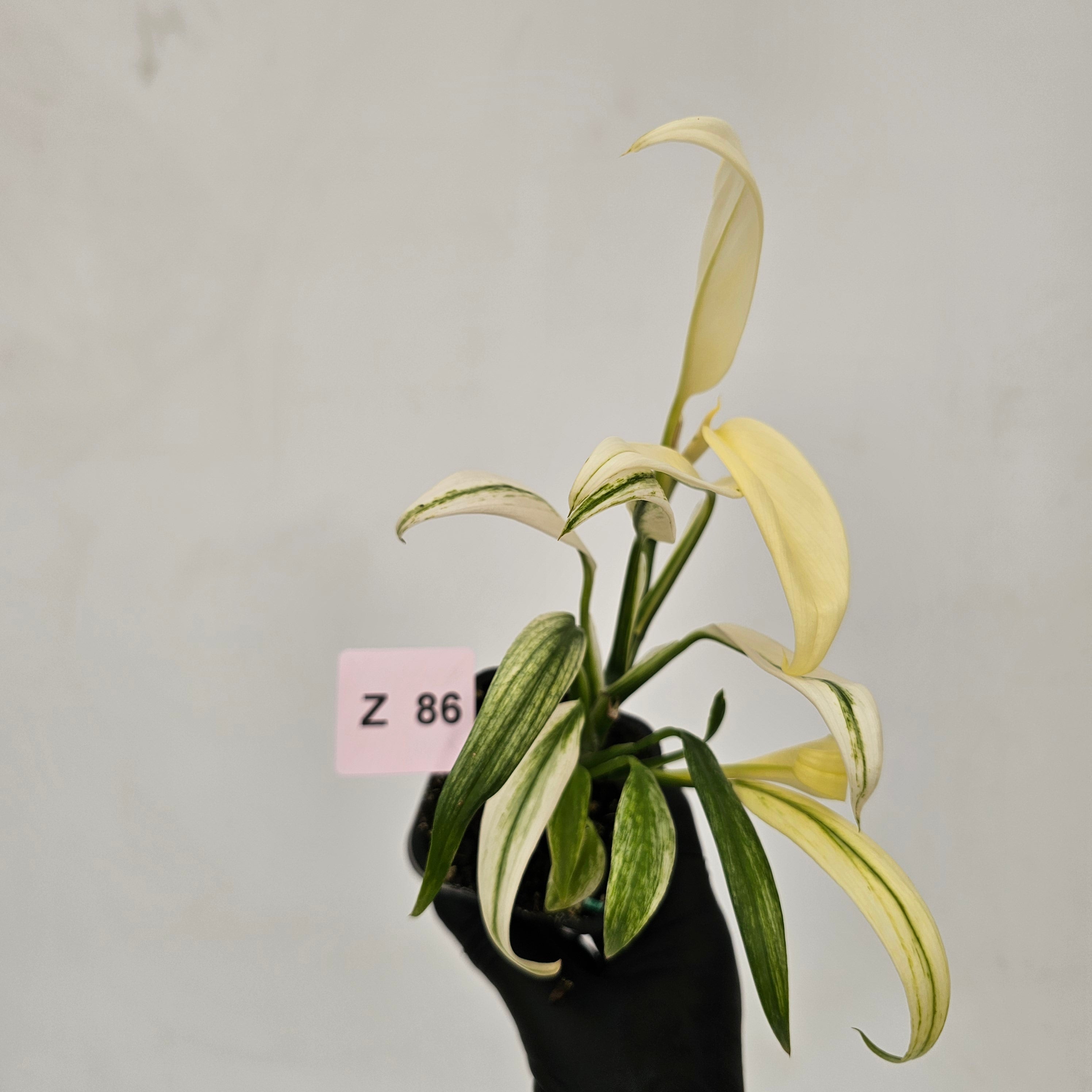 Epipremnum amplissimum variegata