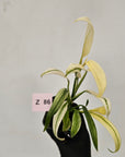 Epipremnum amplissimum variegata