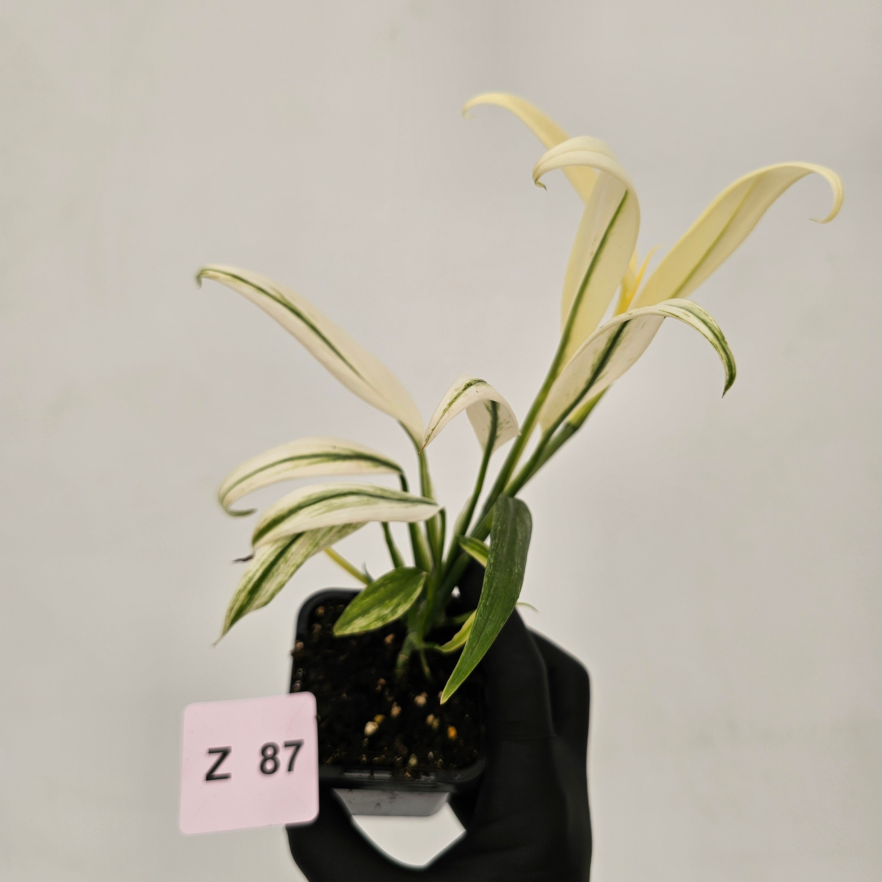 Epipremnum amplissimum variegata