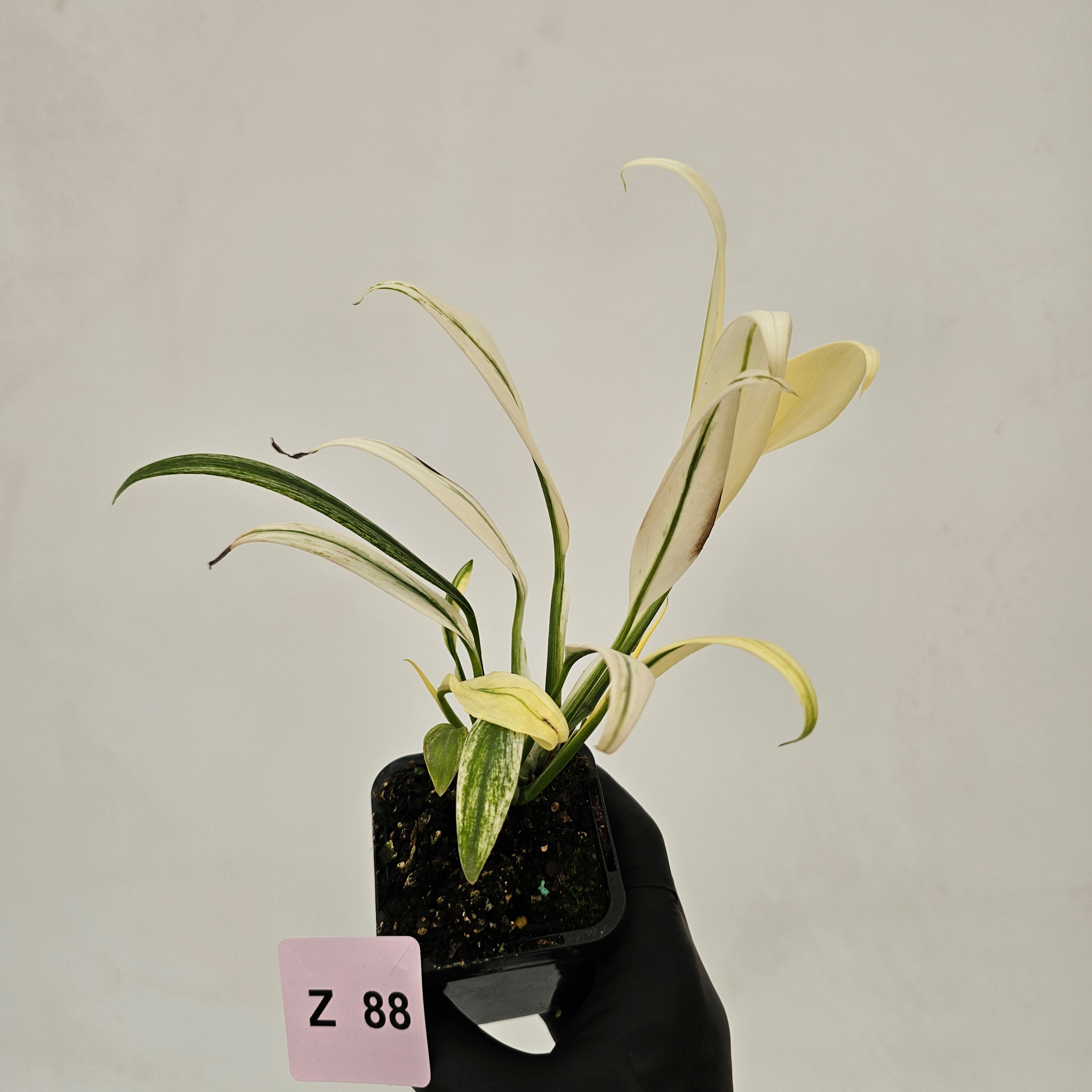 Epipremnum amplissimum variegata