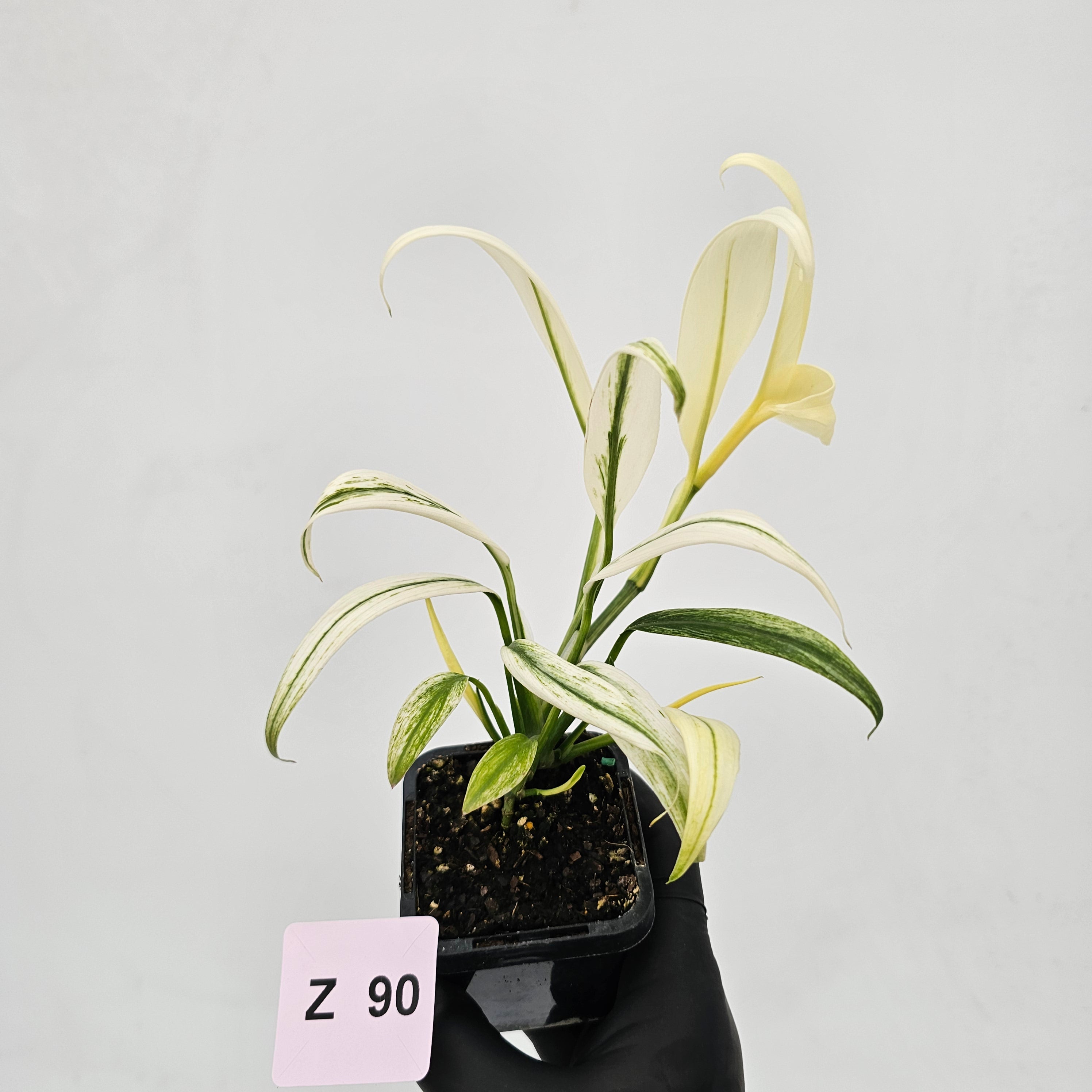 Epipremnum amplissimum variegata