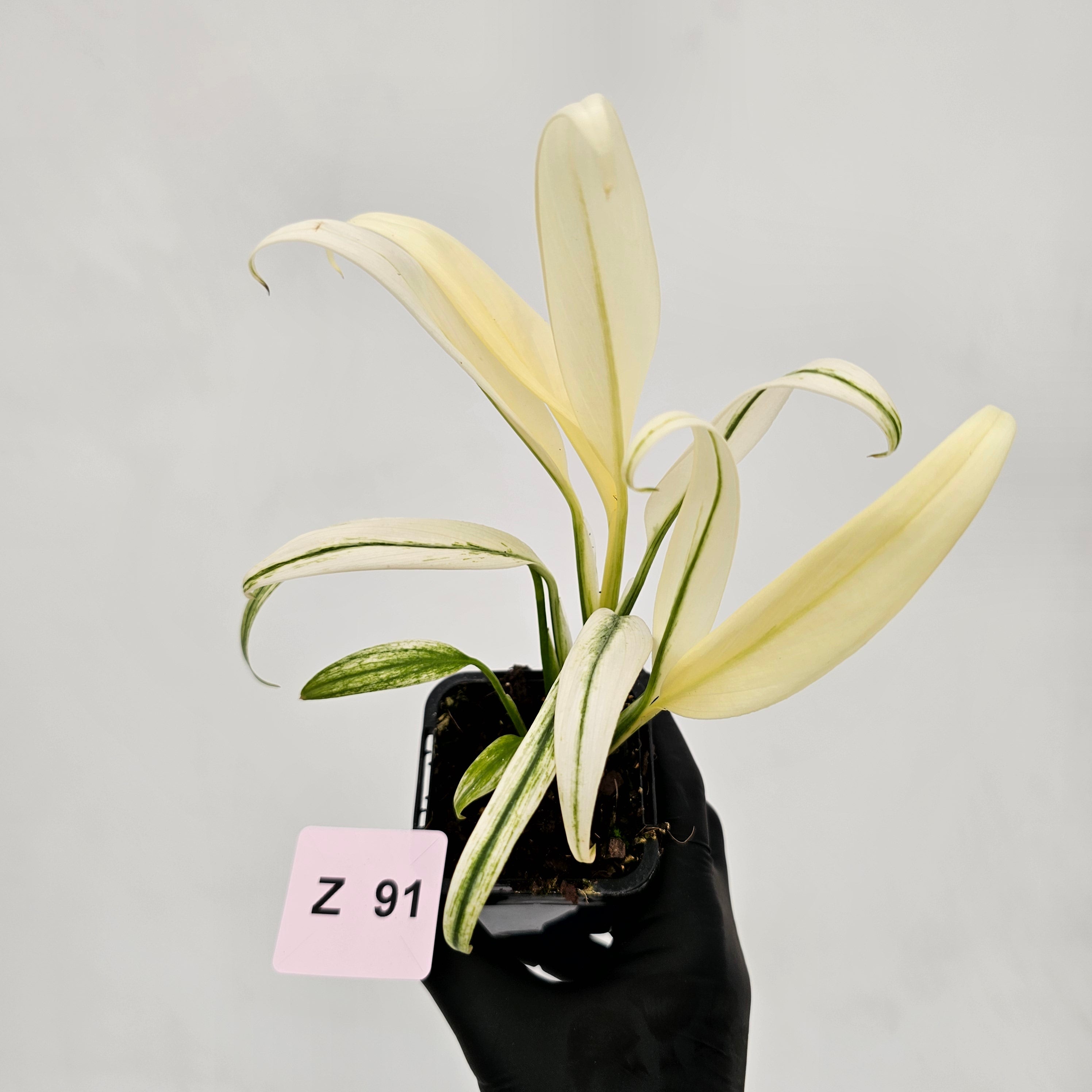 Epipremnum amplissimum variegata