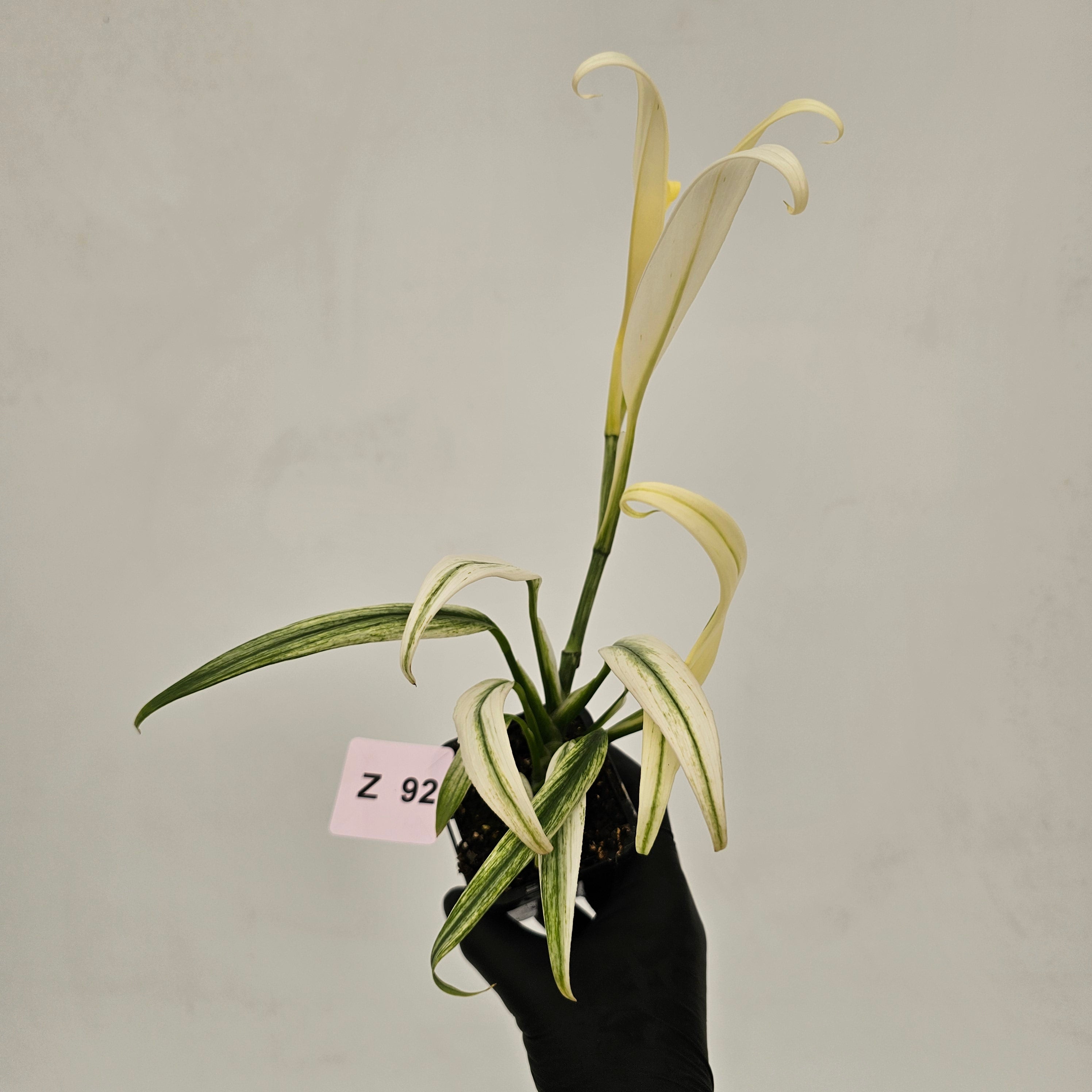 Epipremnum amplissimum variegata