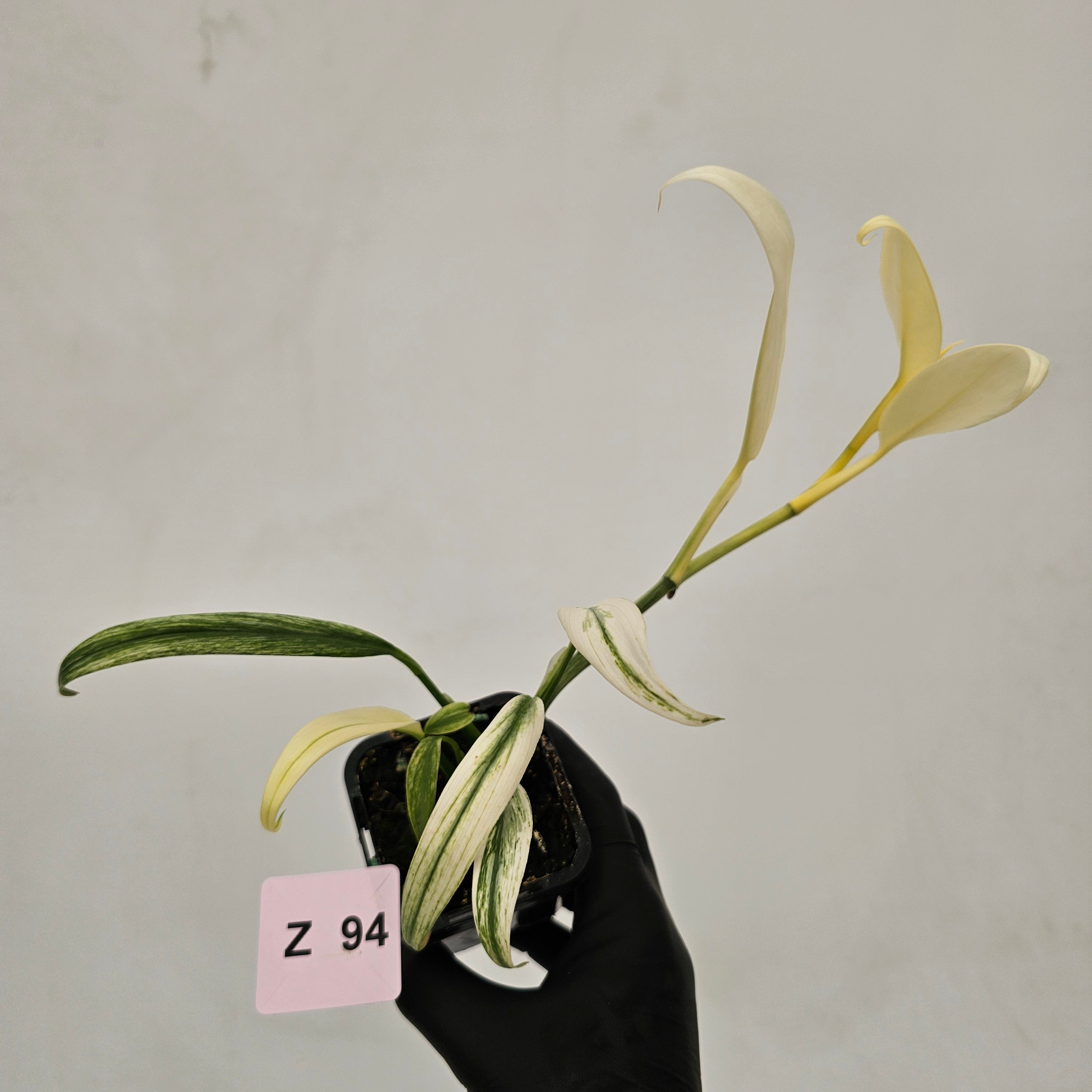 Epipremnum amplissimum variegata