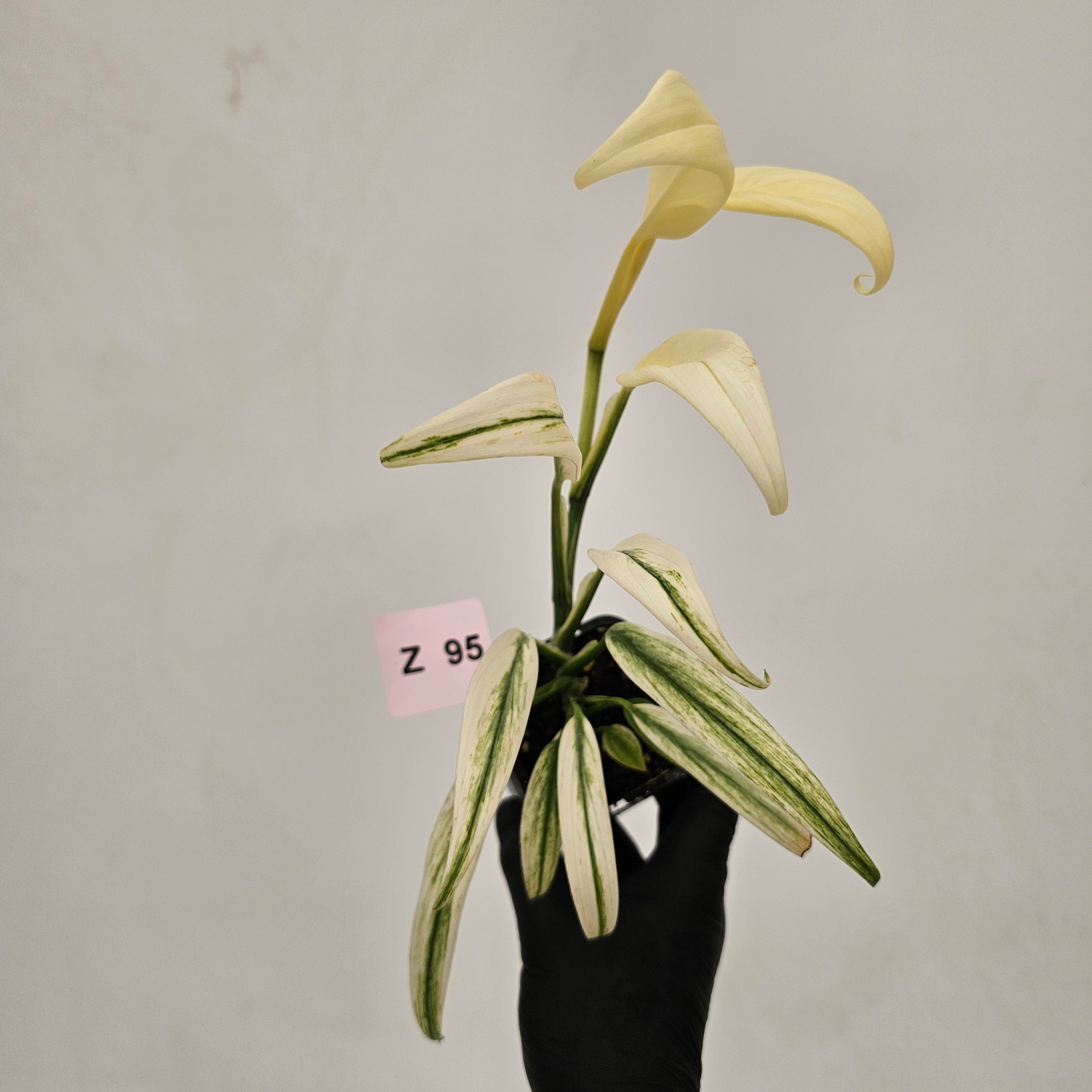 Epipremnum amplissimum variegata