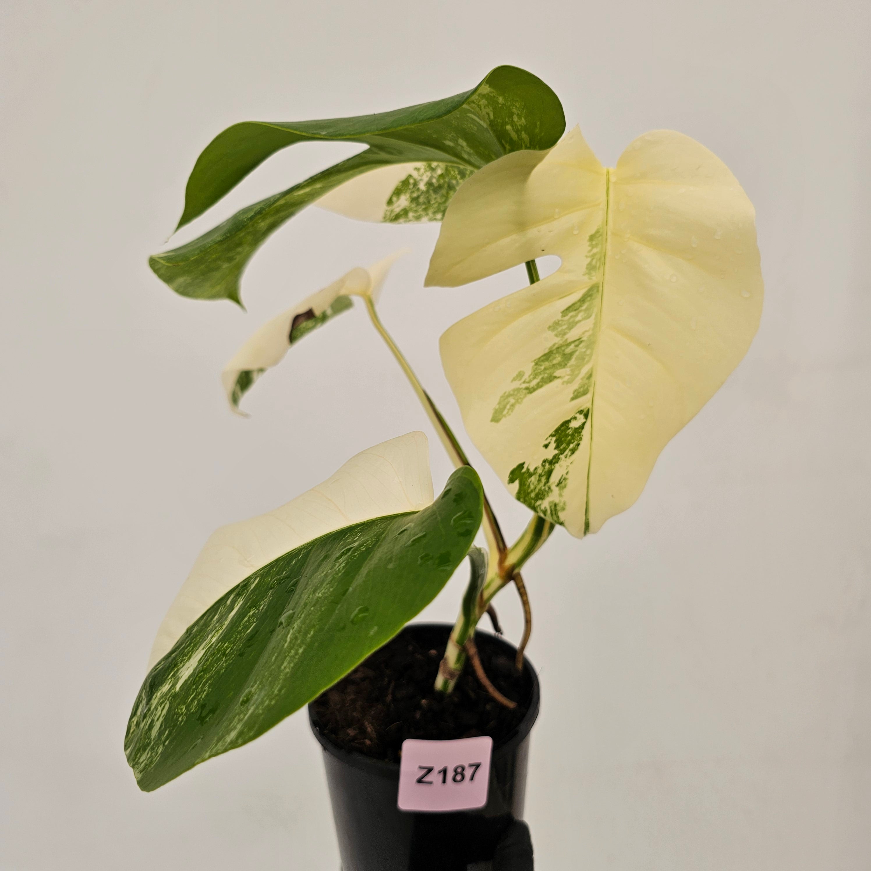 Monstera borsigiana &#39;Albo&#39;