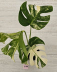 Monstera borsigiana 'Albo'