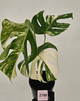 Monstera borsigiana 'Albo'