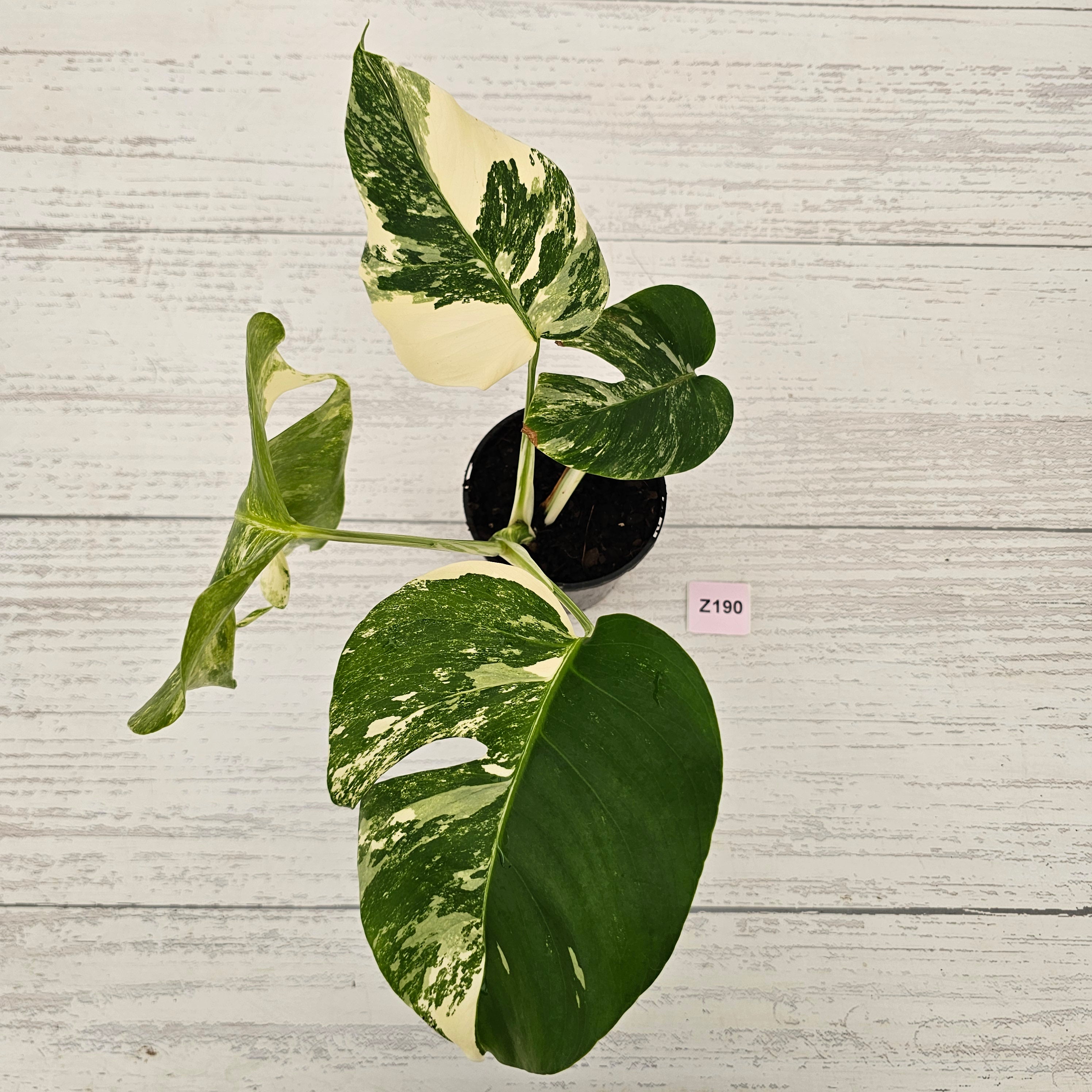 Monstera borsigiana &#39;Albo&#39;