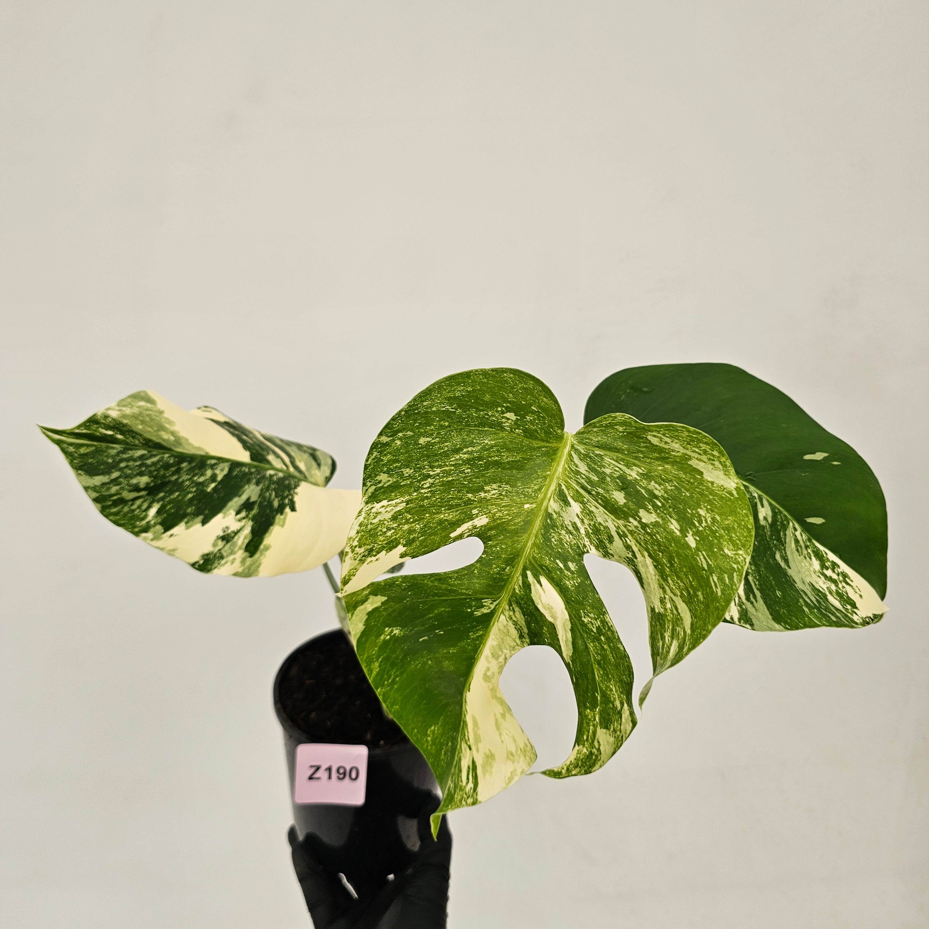 Monstera borsigiana &#39;Albo&#39;