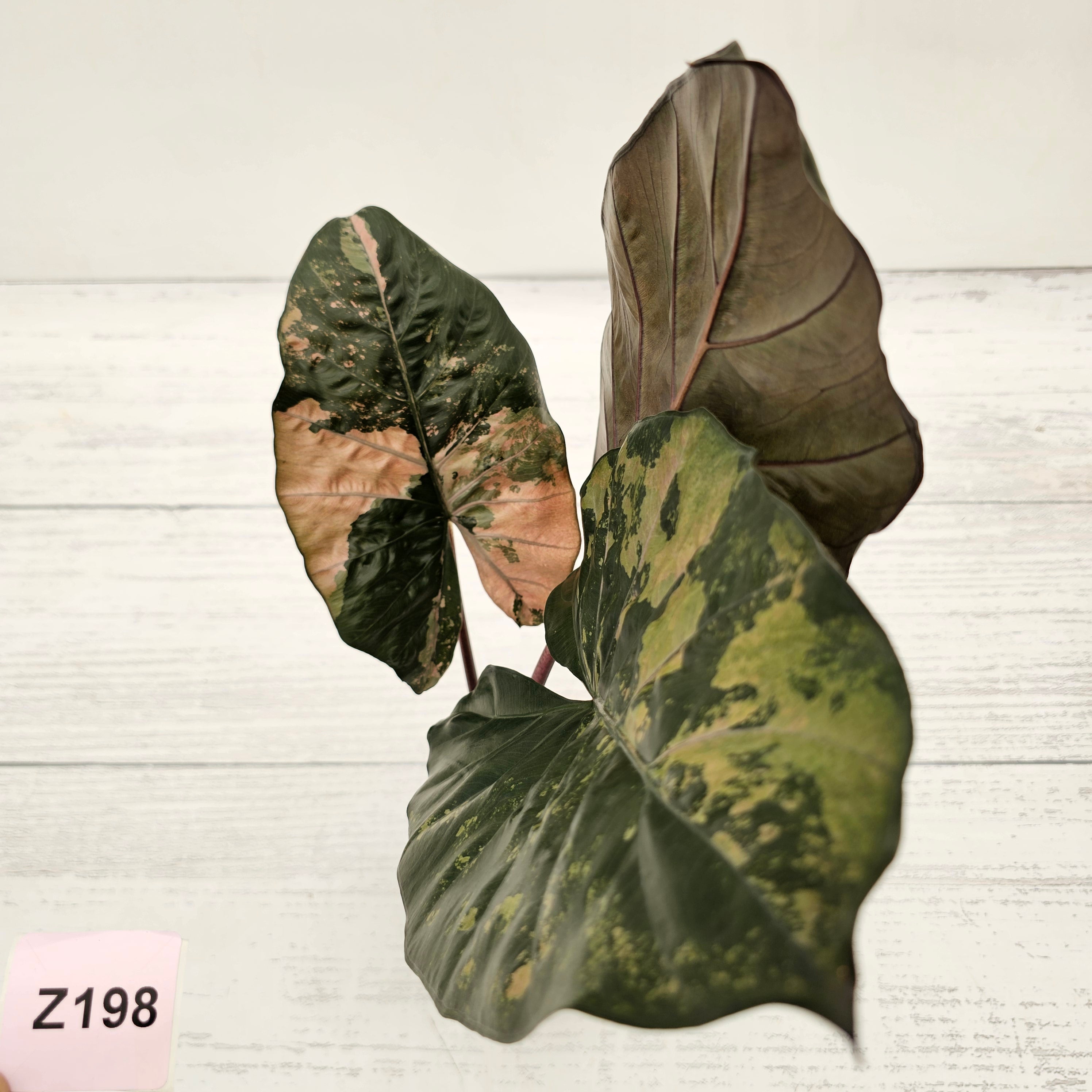 Alocasia macrorrhizos &#39;plumbea Variegata&#39;