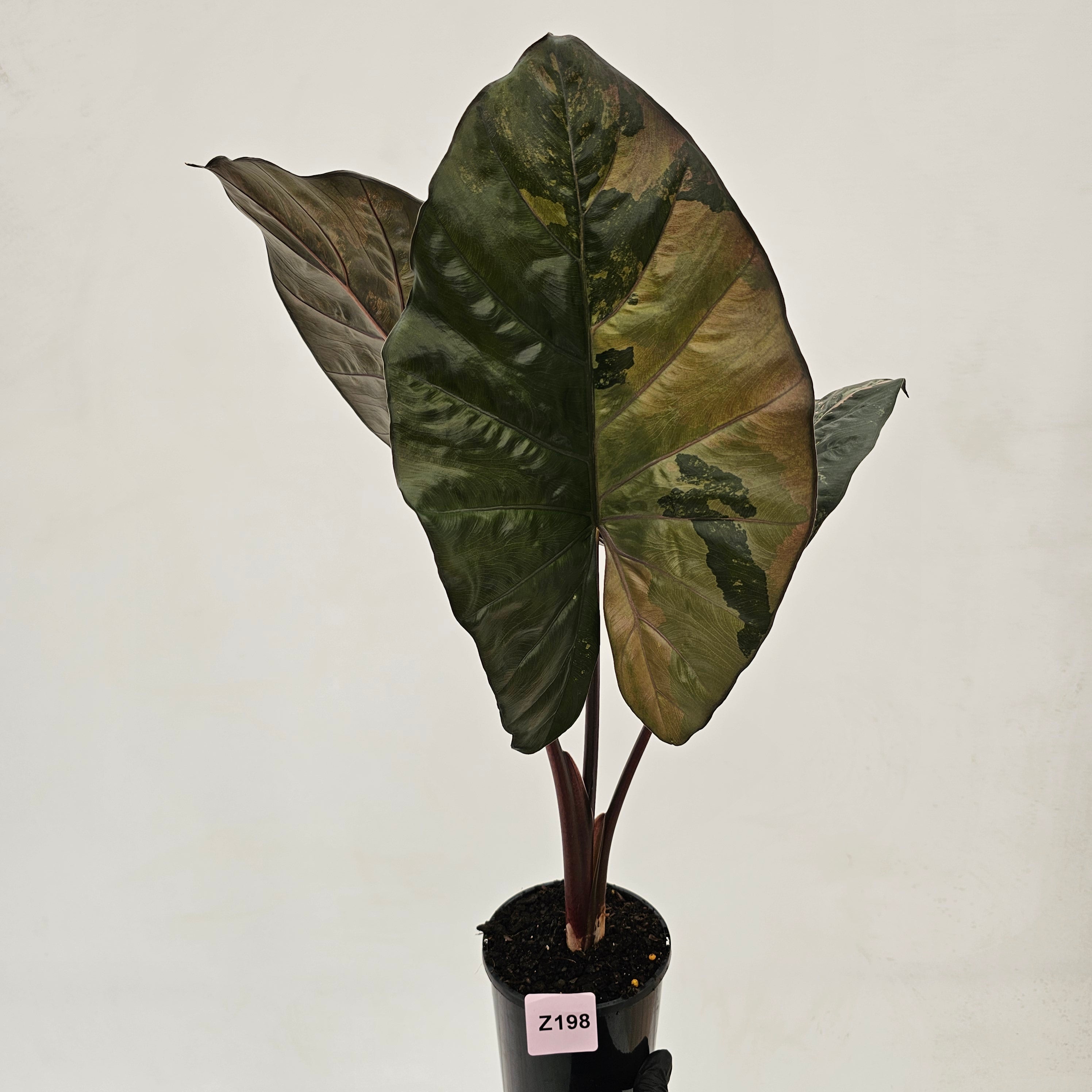 Alocasia macrorrhizos &#39;plumbea Variegata&#39;
