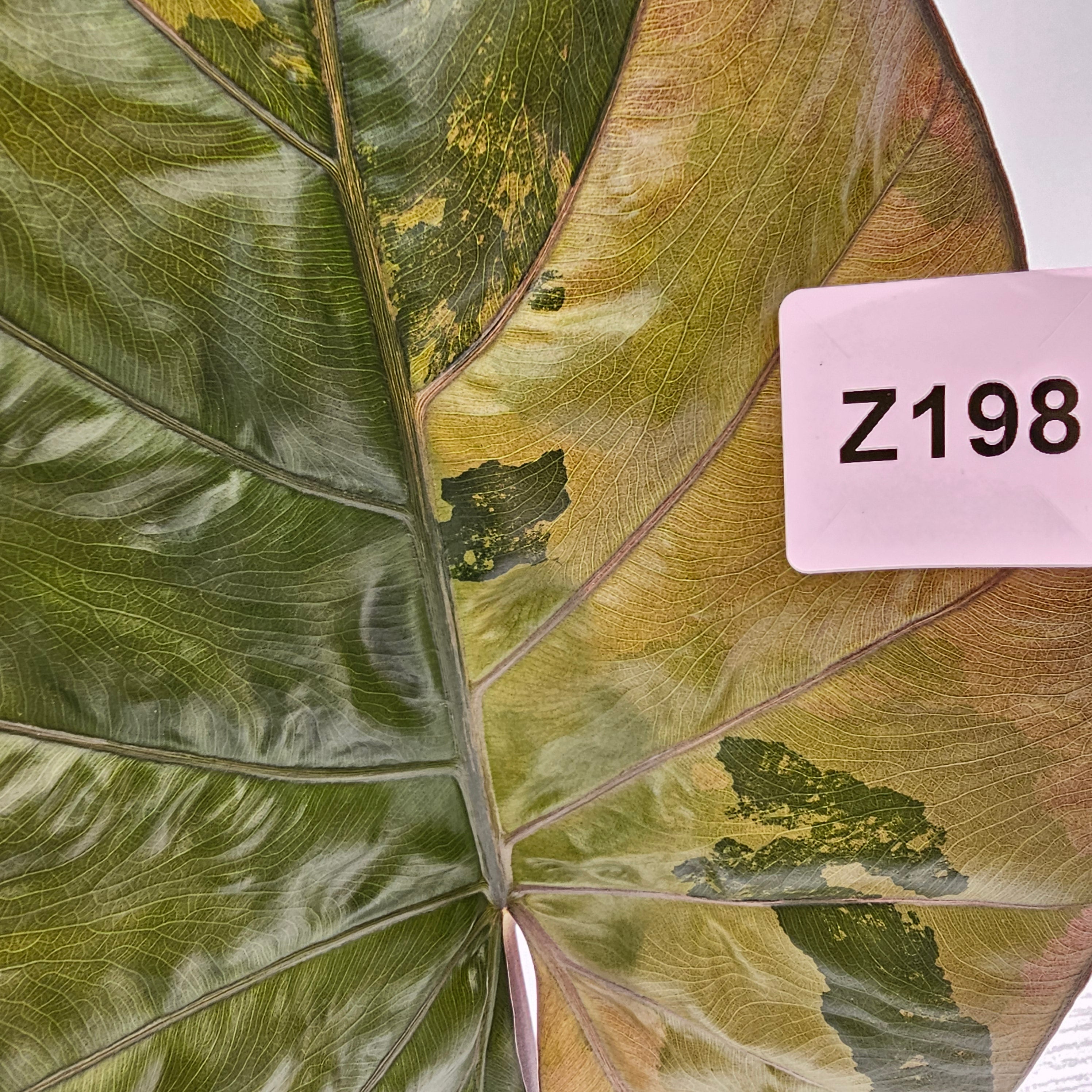 Alocasia macrorrhizos &#39;plumbea Variegata&#39;