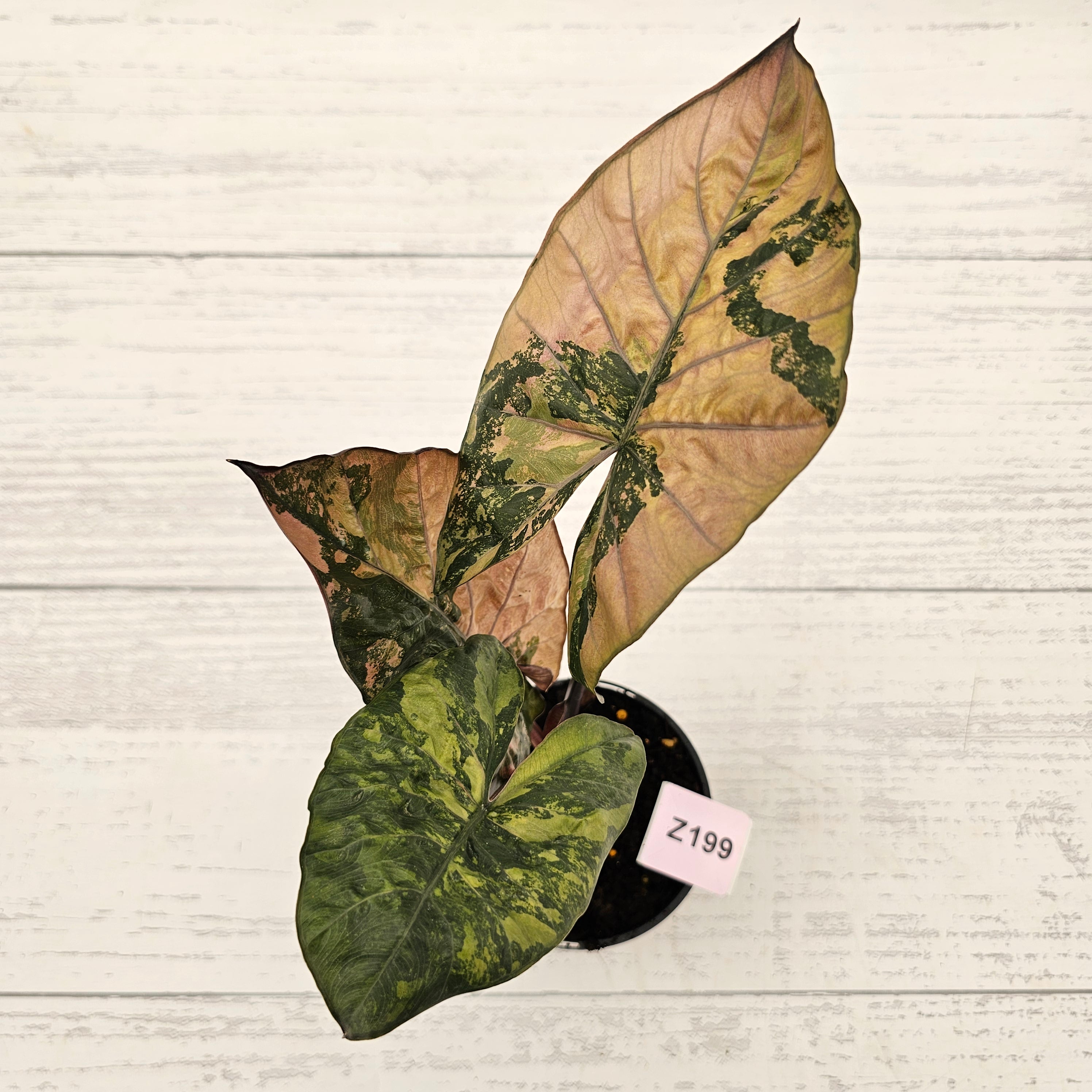 Alocasia macrorrhizos &#39;plumbea Variegata&#39;