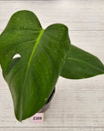 Monstera Deliciosa 'Mint'