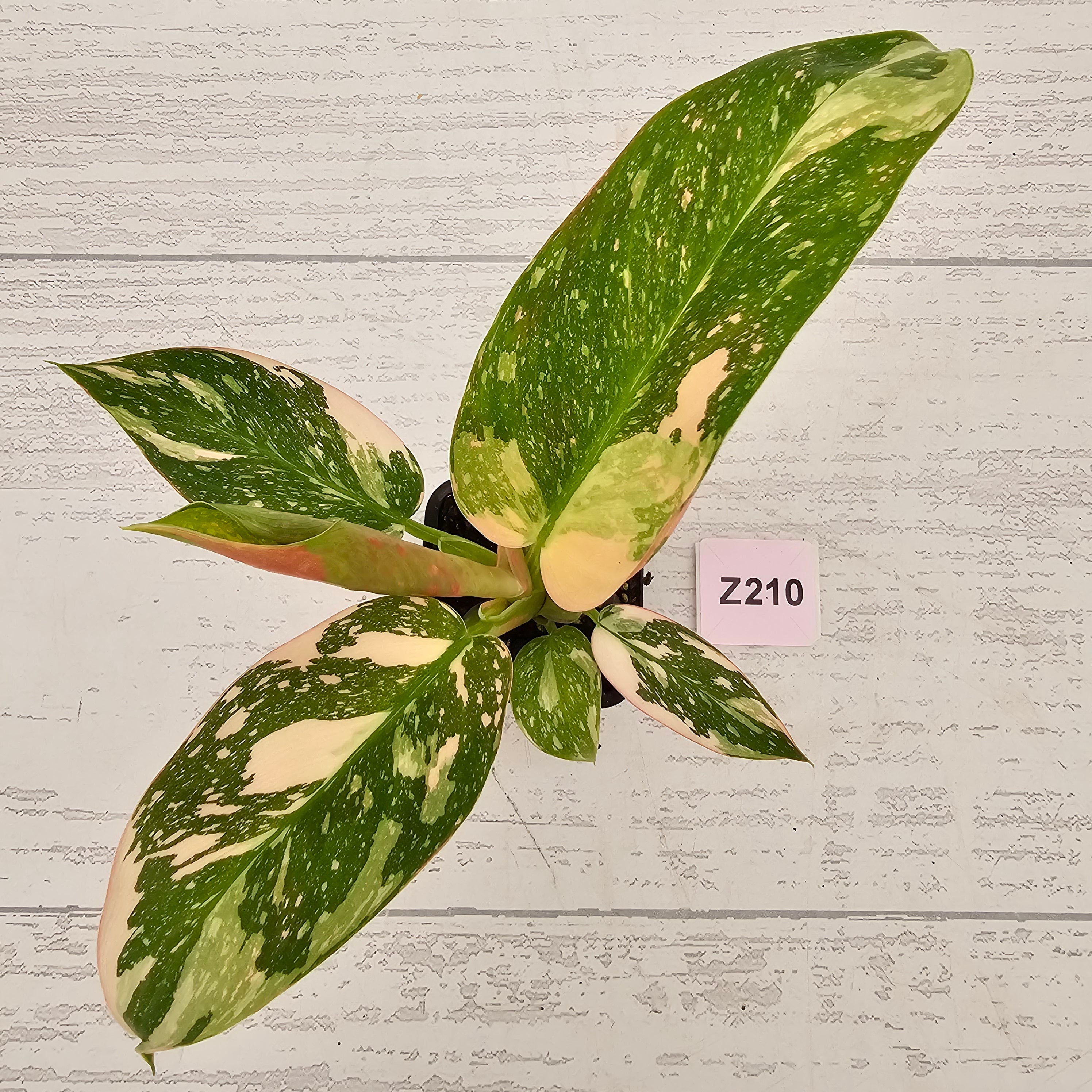 Philodendron Green Congo Variegata (Nuclear)