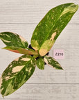 Philodendron Green Congo Variegata (Nuclear)
