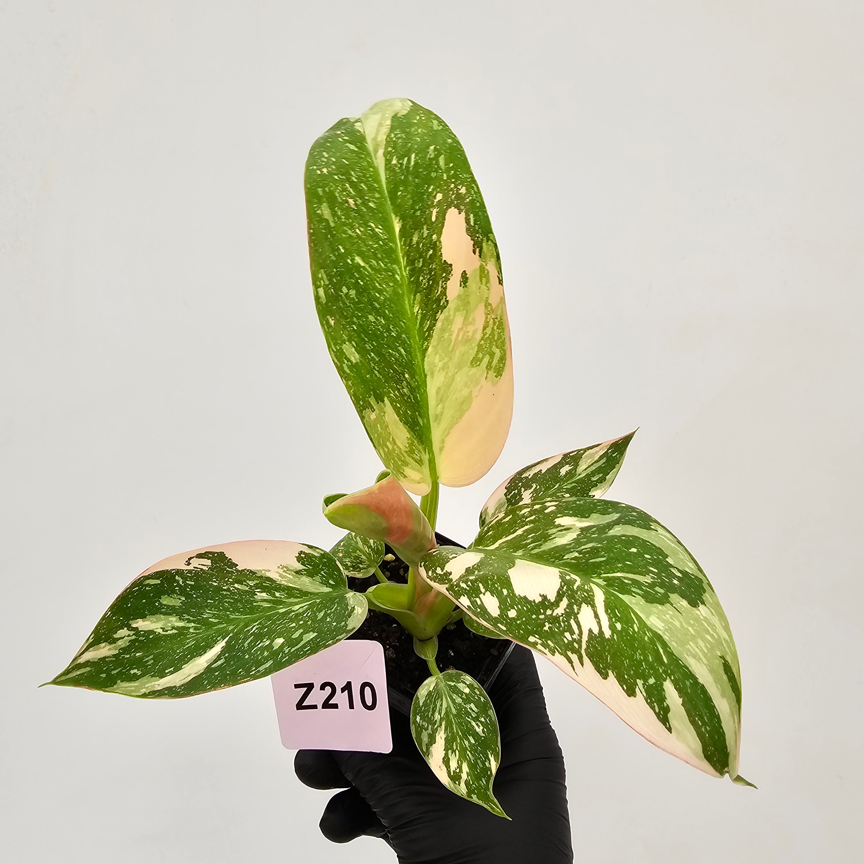 Philodendron Green Congo Variegata (Nuclear)