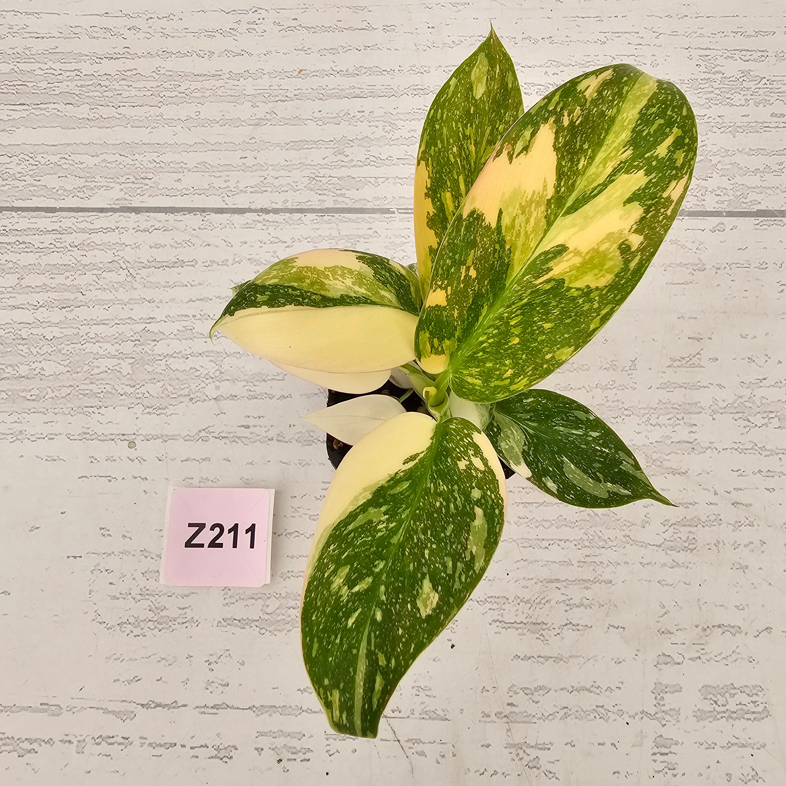 Philodendron Green Congo Variegata (Nuclear)