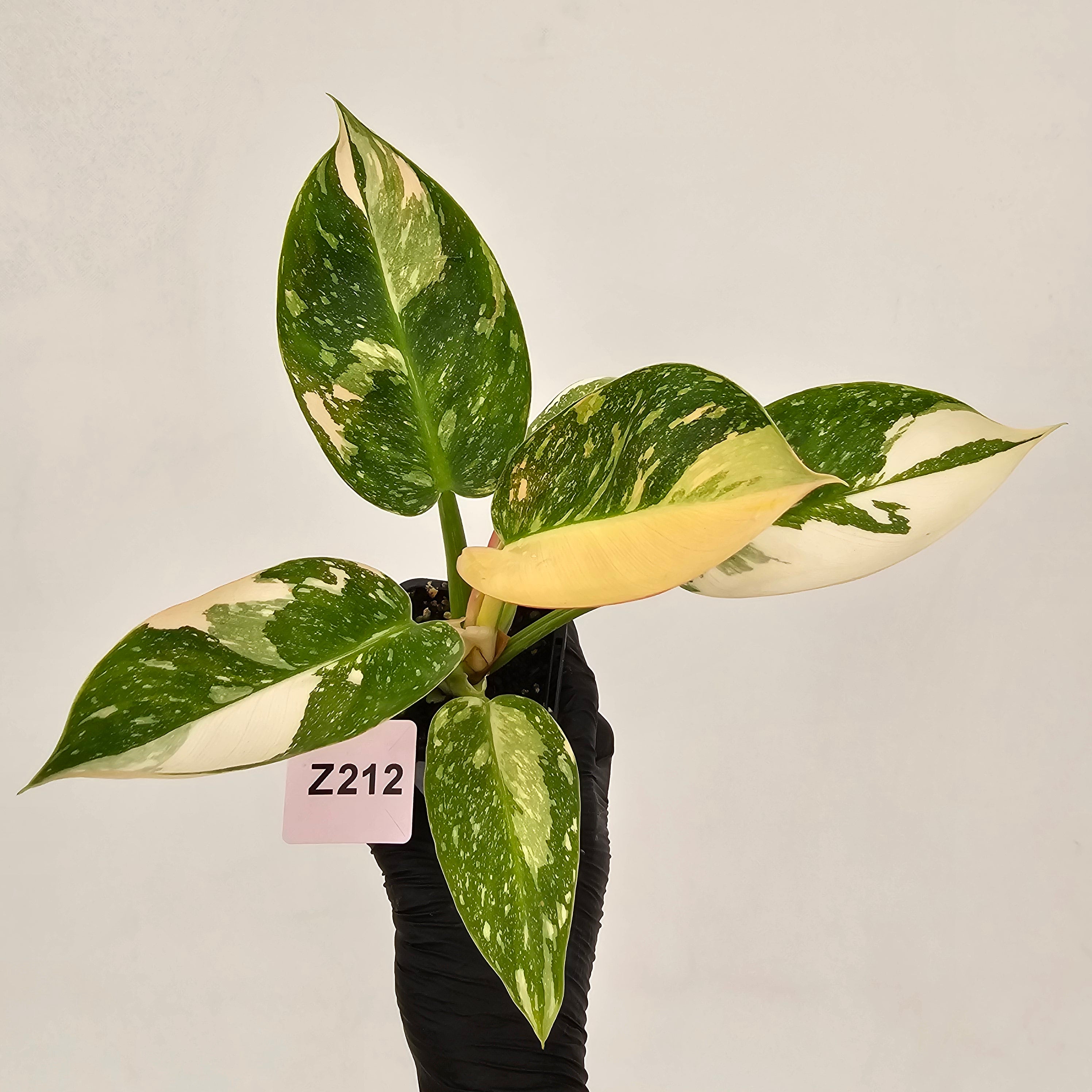 Philodendron Green Congo Variegata (Nuclear)