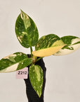 Philodendron Green Congo Variegata (Nuclear)