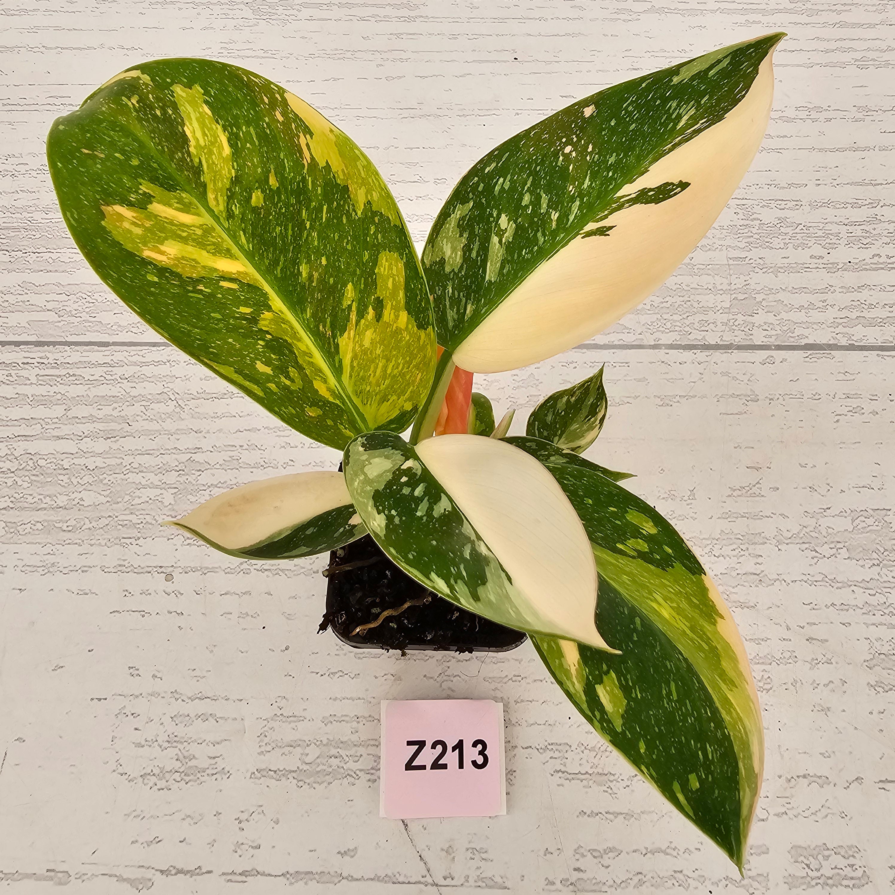 Philodendron Green Congo Variegata (Nuclear)