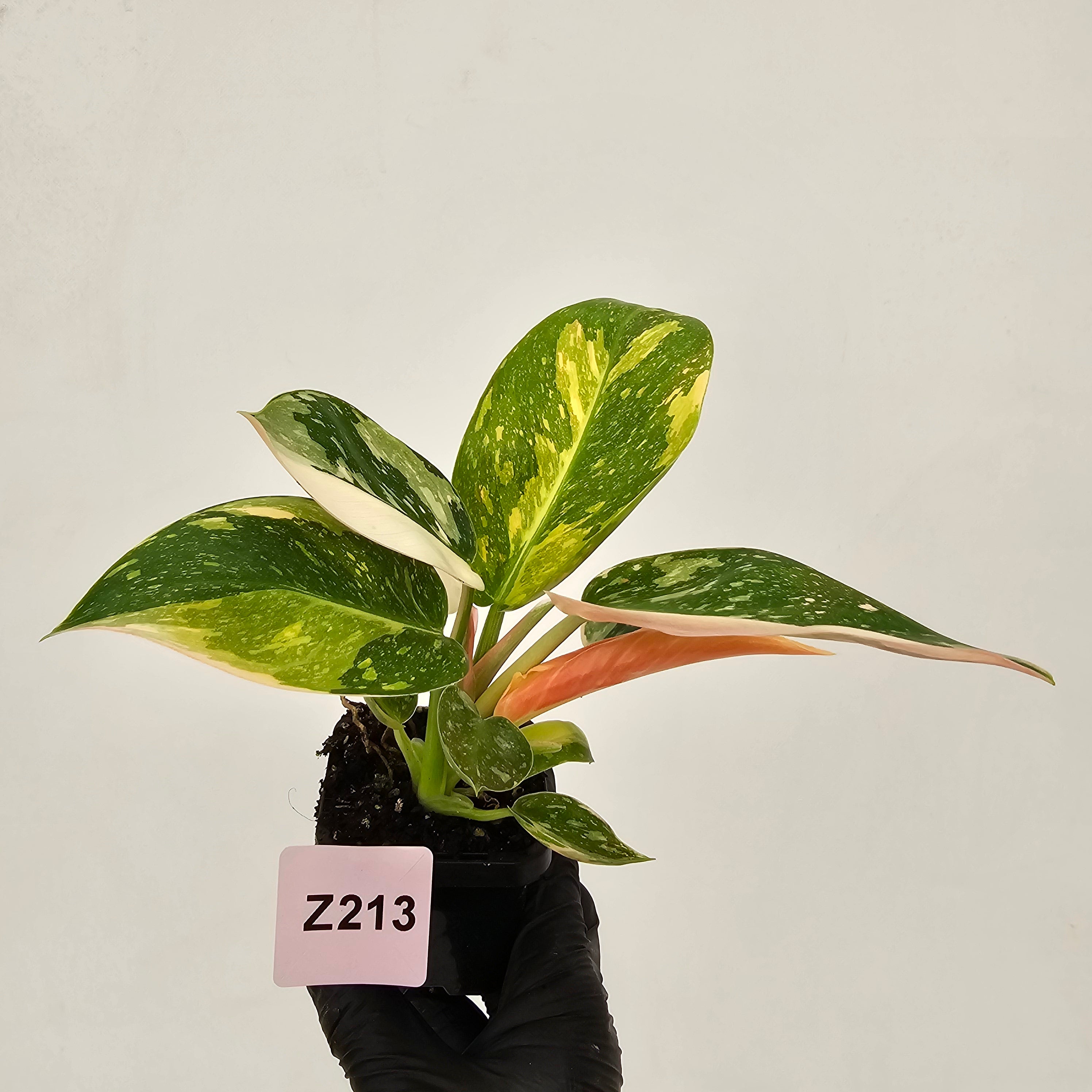 Philodendron Green Congo Variegata (Nuclear)