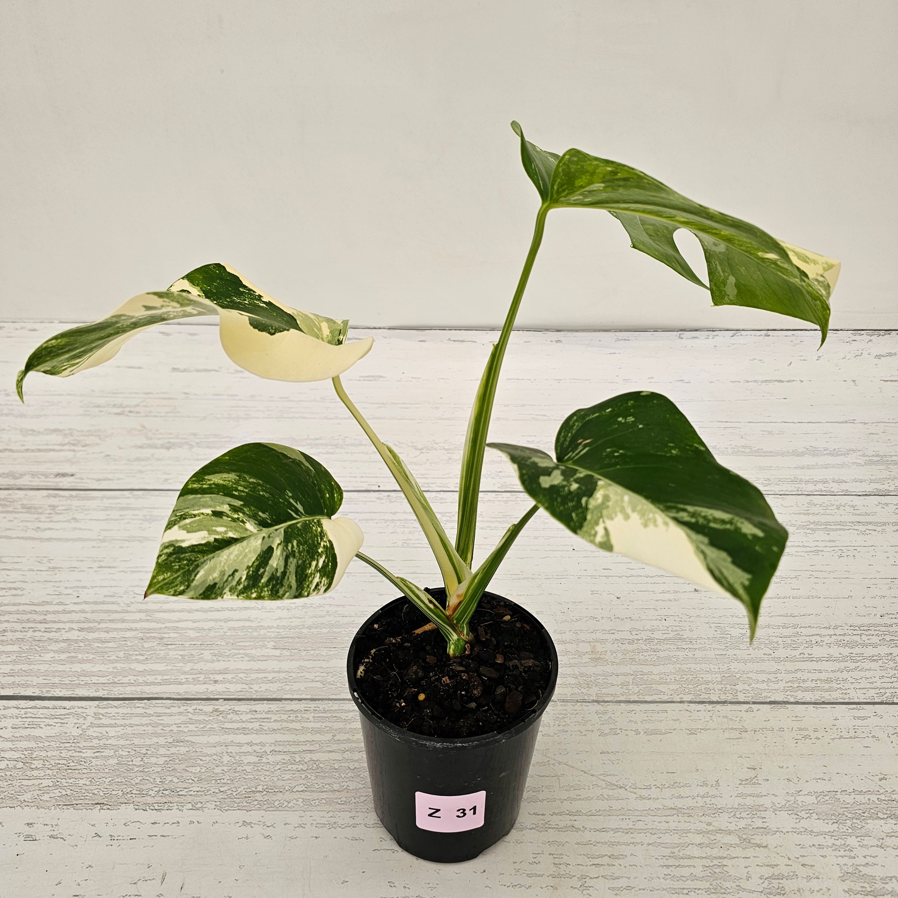 Monstera borsigiana &#39;Albo&#39;