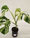 Monstera borsigiana 'Albo'