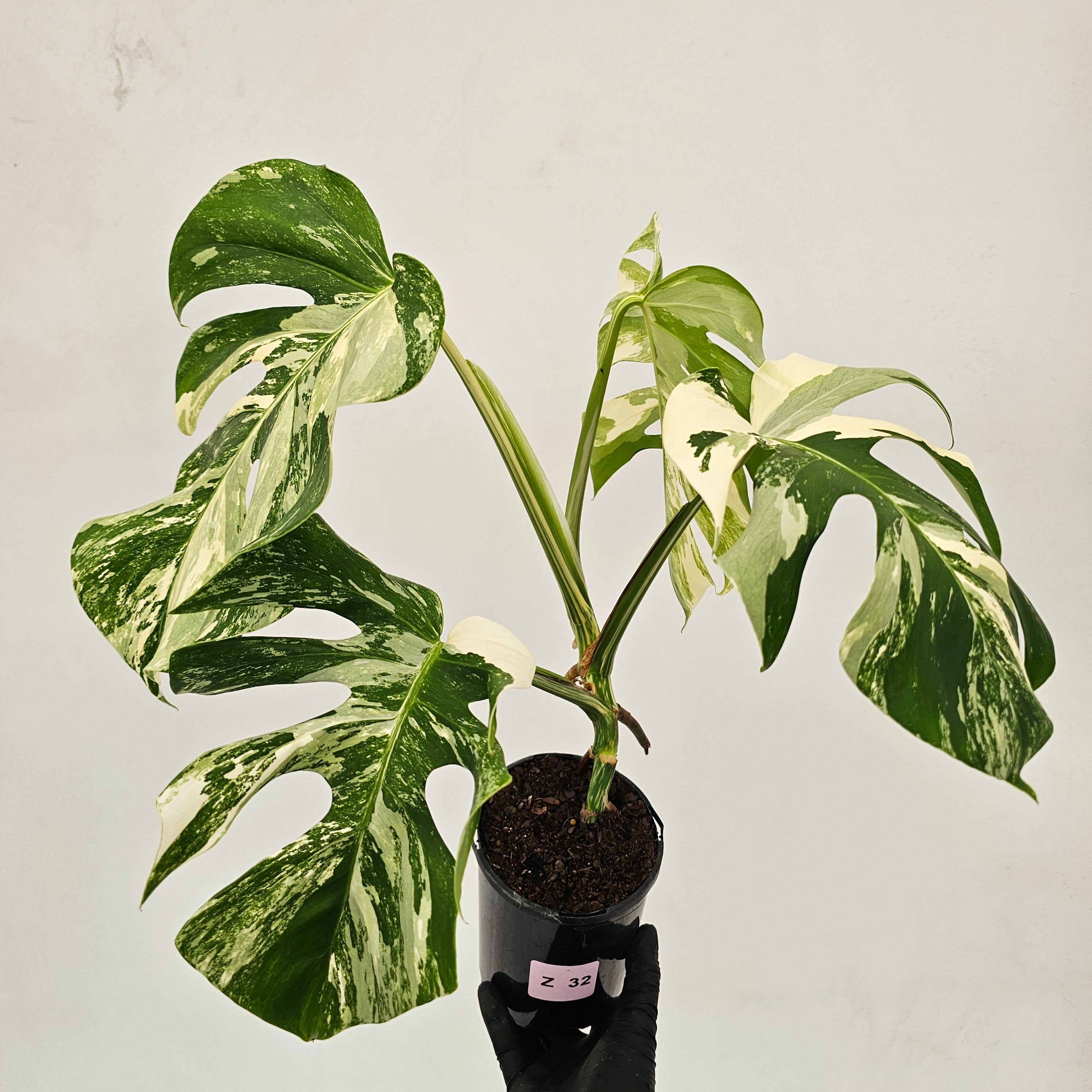 Monstera borsigiana &#39;Albo&#39;