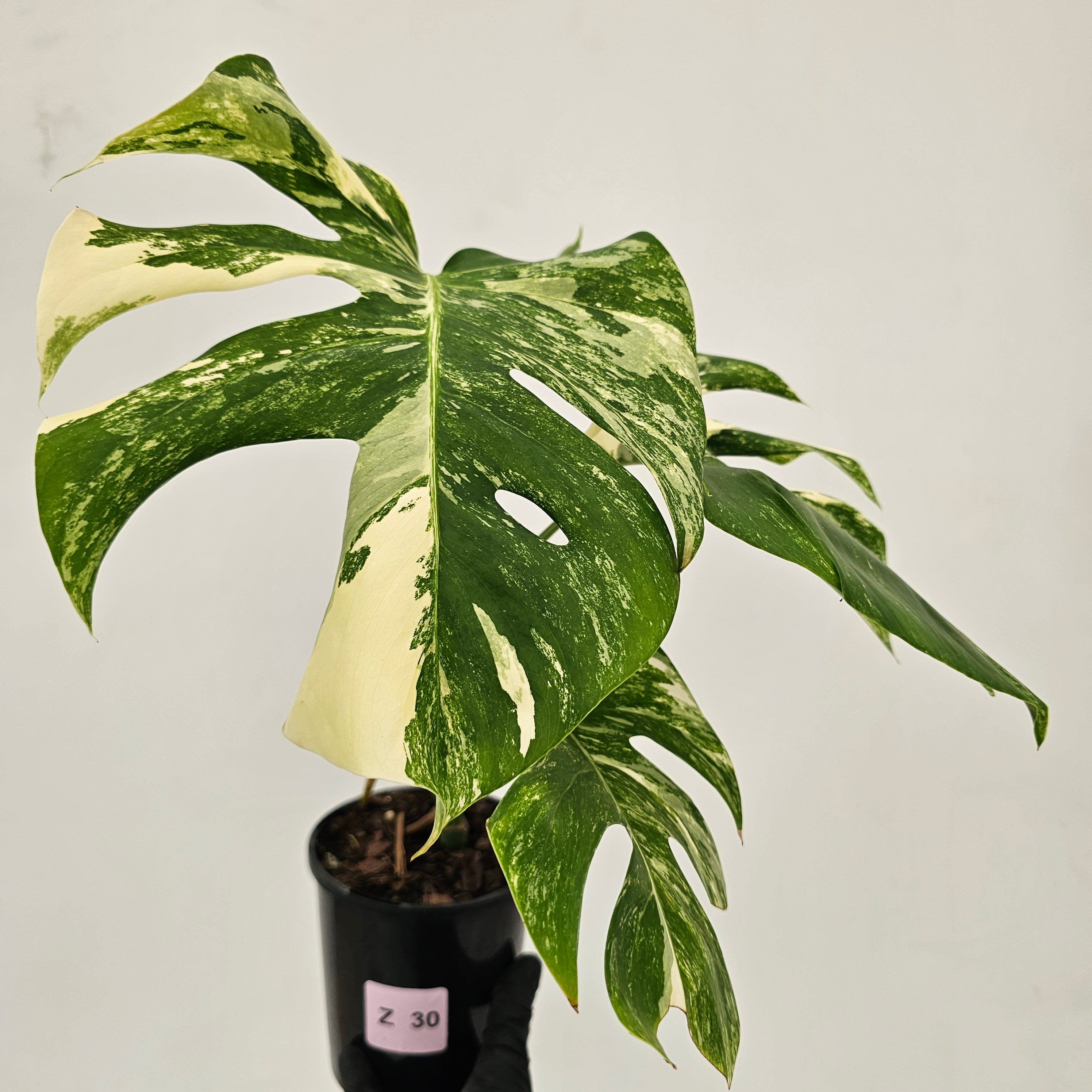 Monstera borsigiana &#39;Albo&#39;