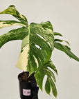 Monstera borsigiana 'Albo'