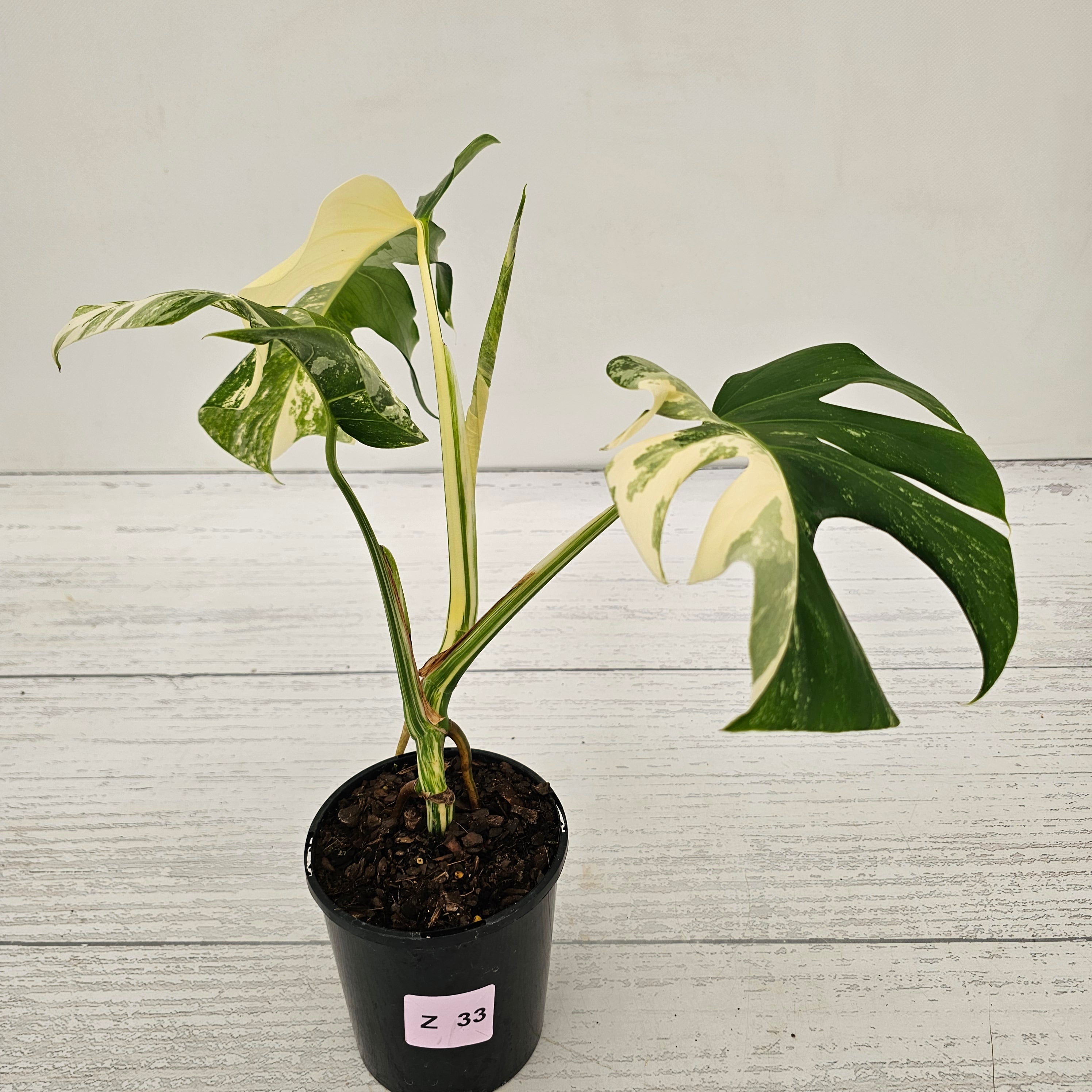 Monstera borsigiana &#39;Albo&#39;