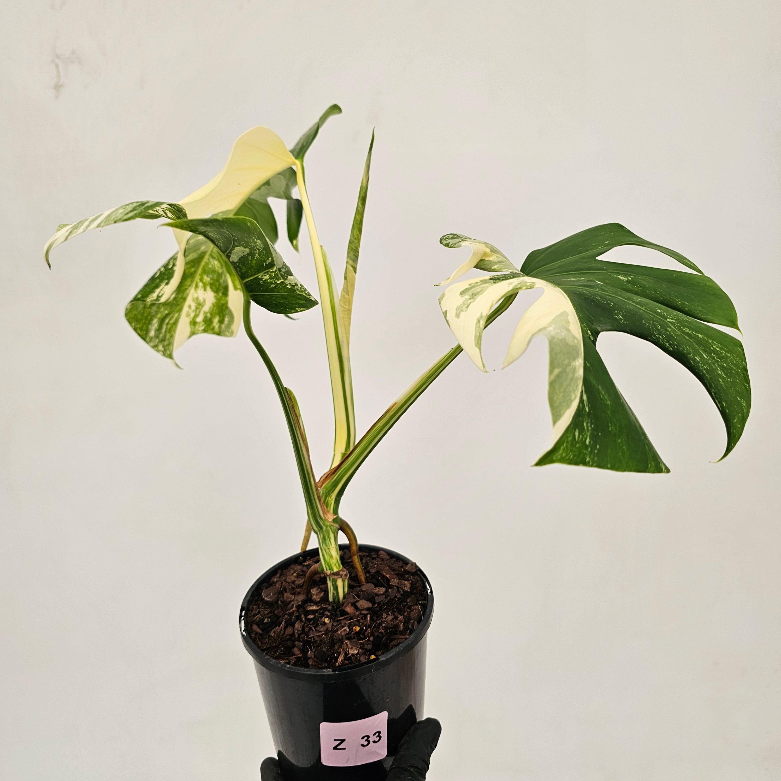 Monstera borsigiana &#39;Albo&#39;